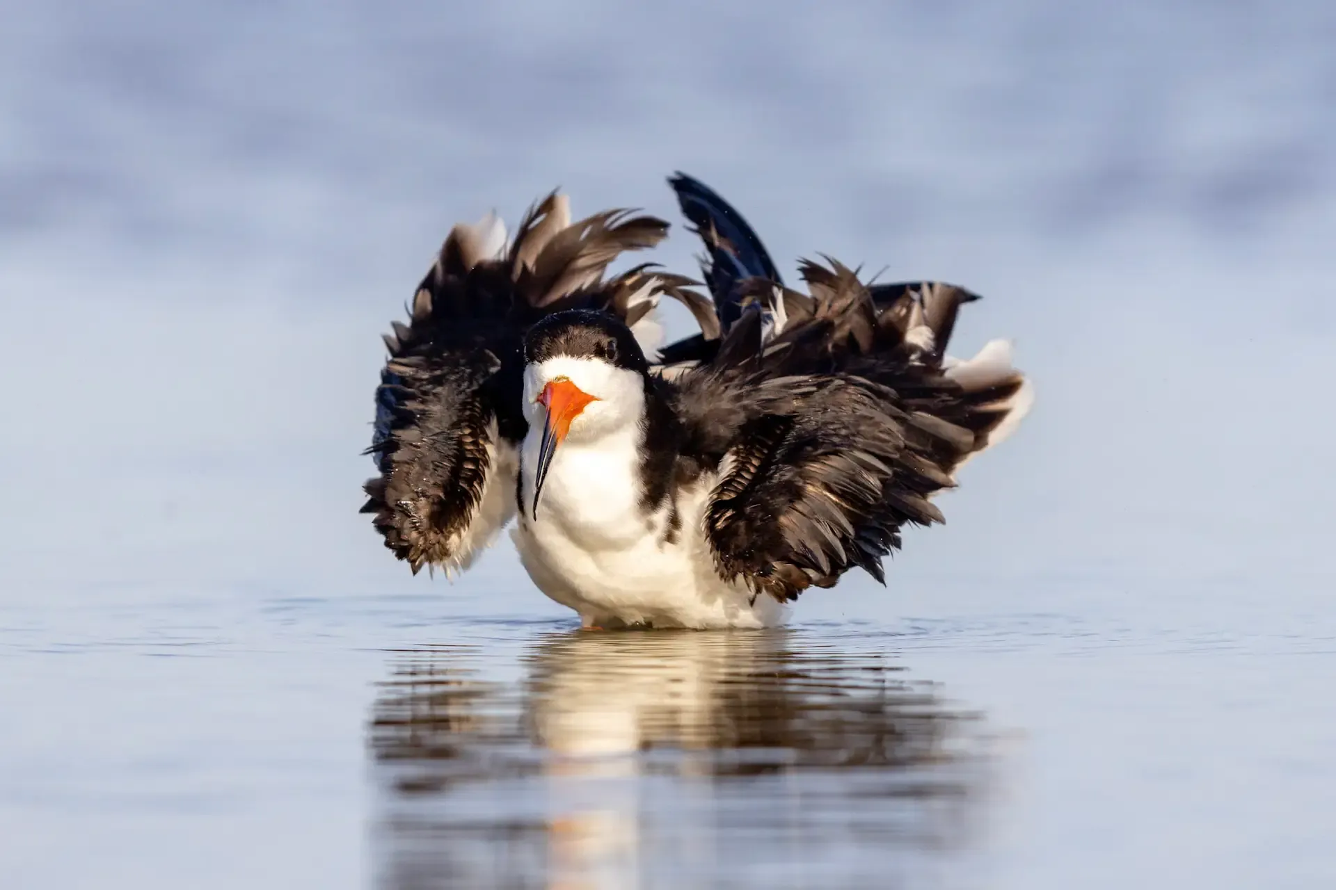 Bird with wings spread over water