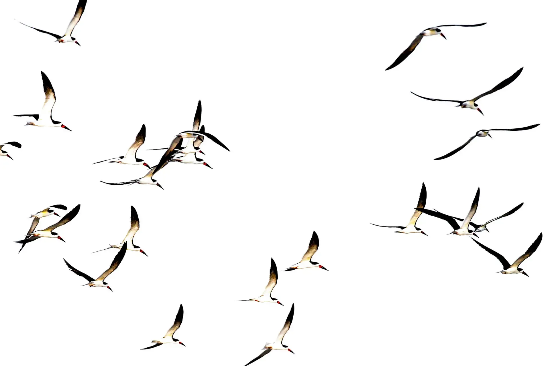 Flock of black skimmers in flight