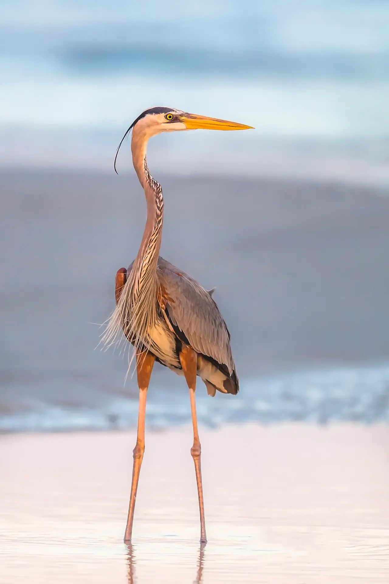 Great blue heron standing in water