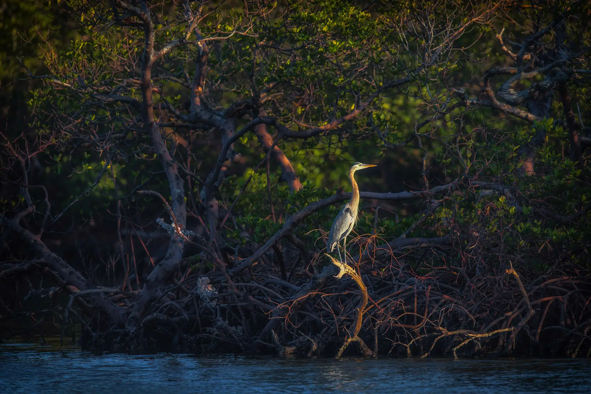 Heron perched on mangrove branch.