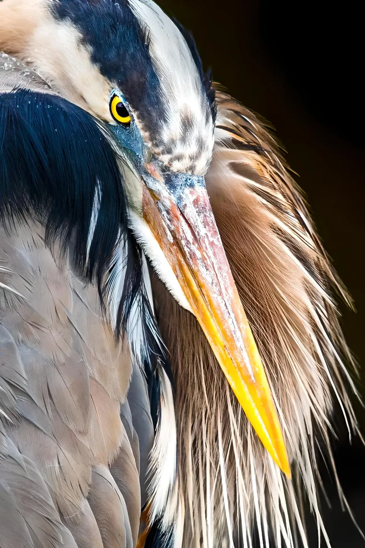 Close-up of a great blue heron
