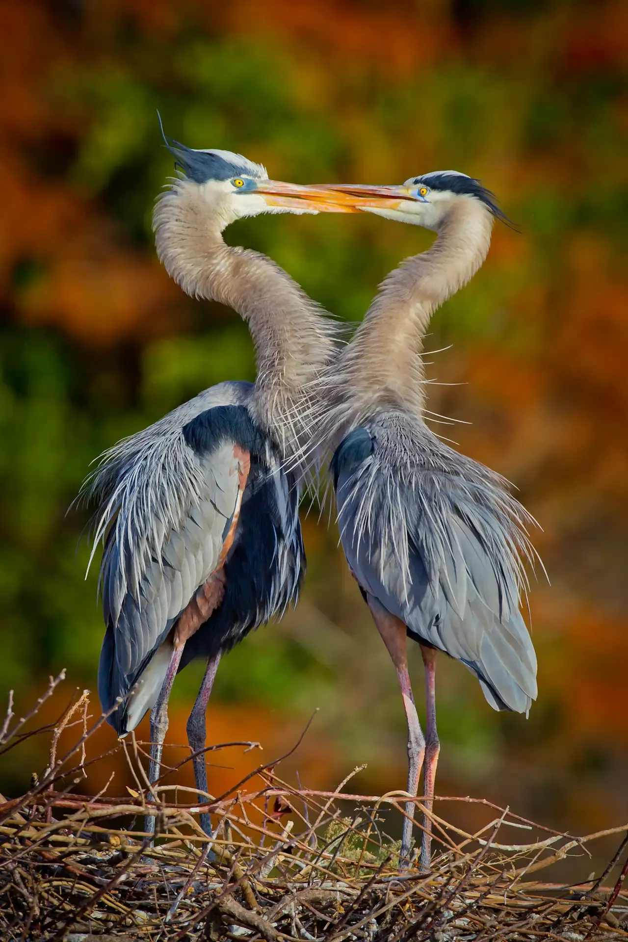Two herons facing each other