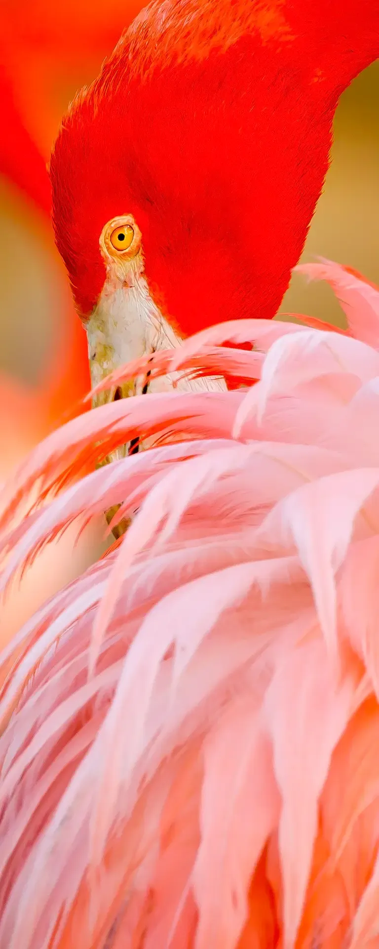 Vibrant flamingo with colorful feathers