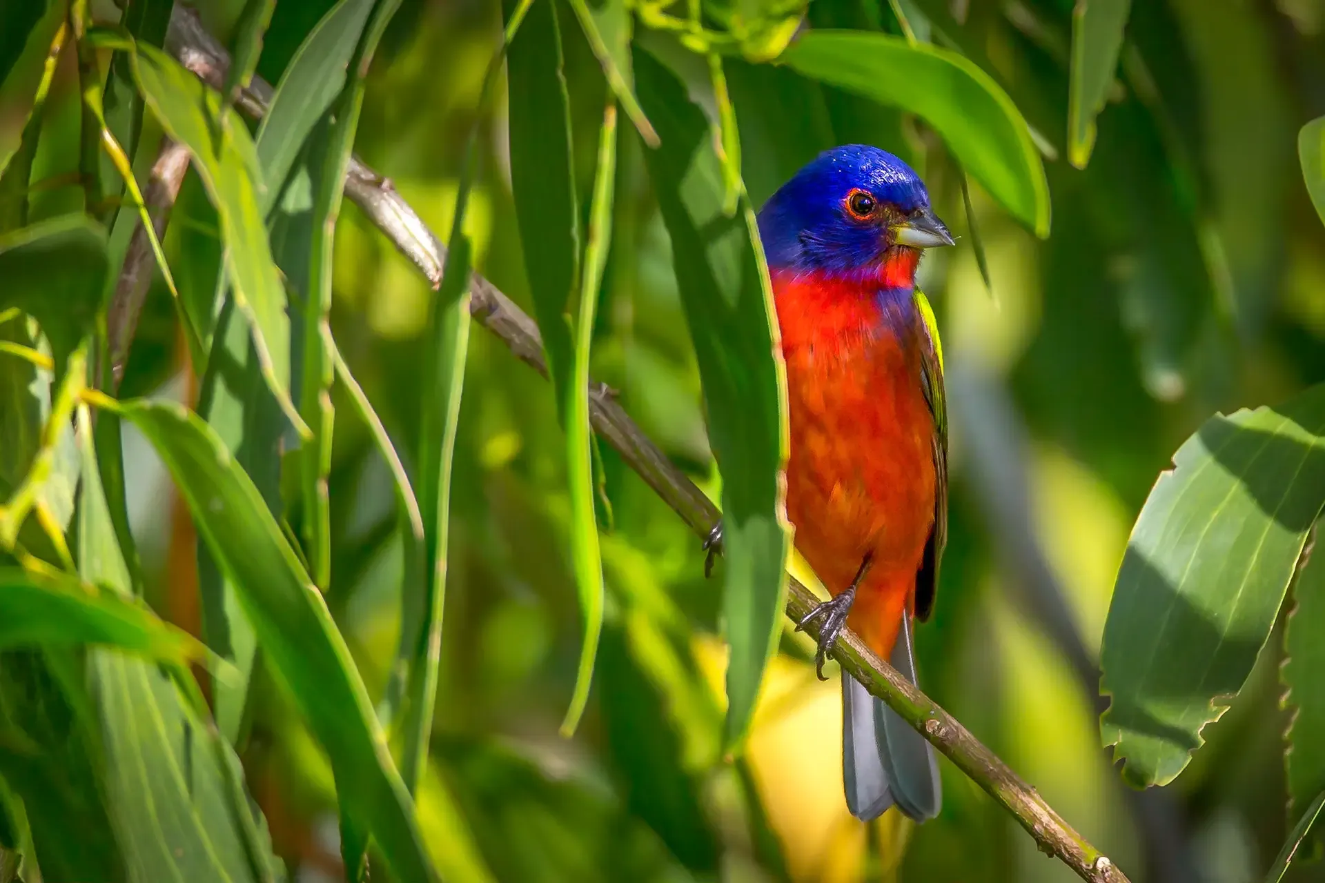 Colorful bird perched among leaves