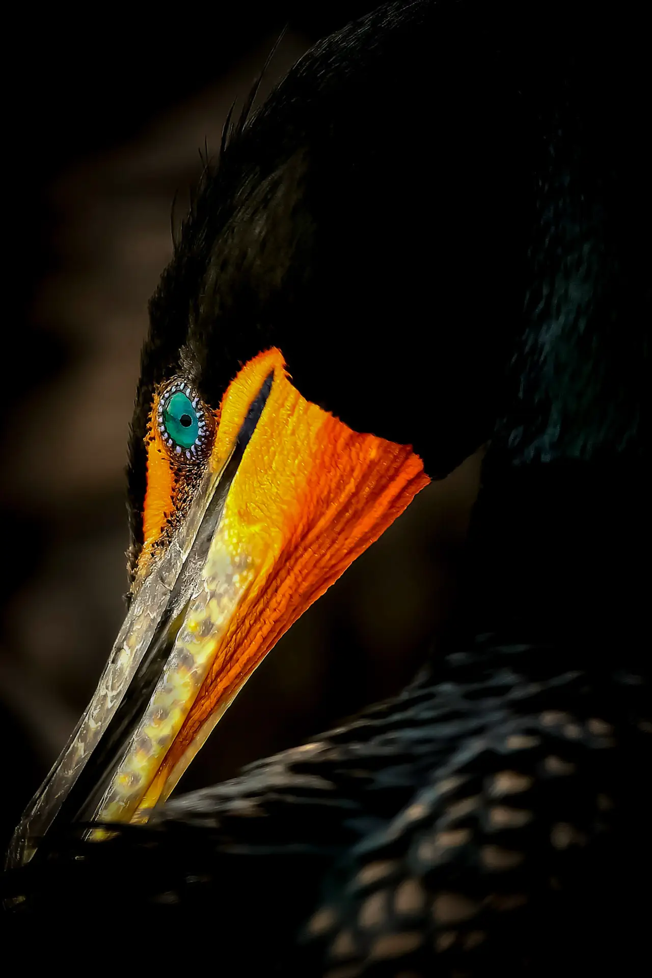 Close-up of a cormorant bird