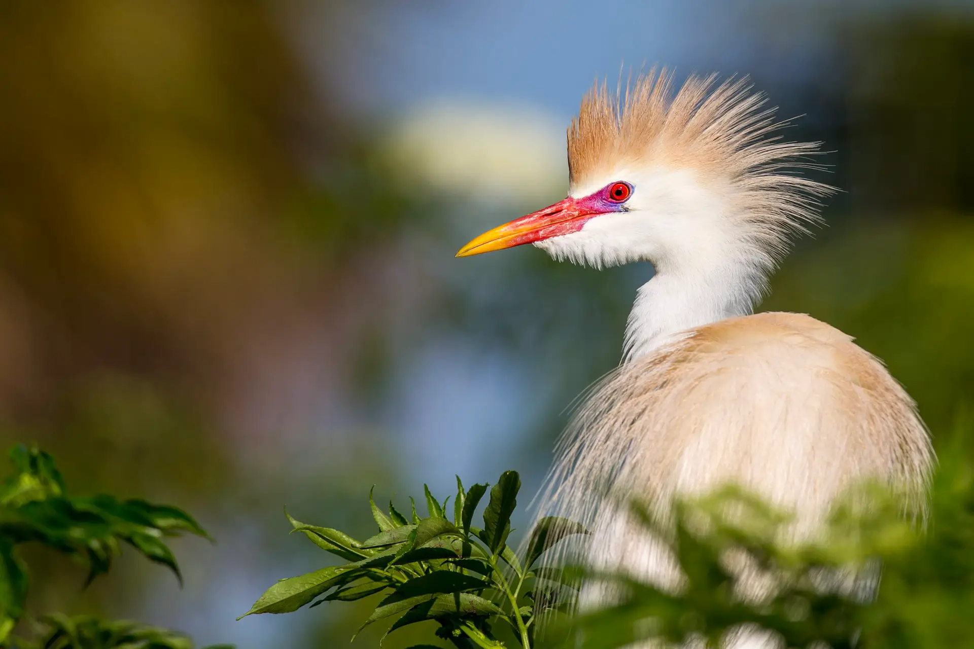 Cattle egret with distinctive plumage
