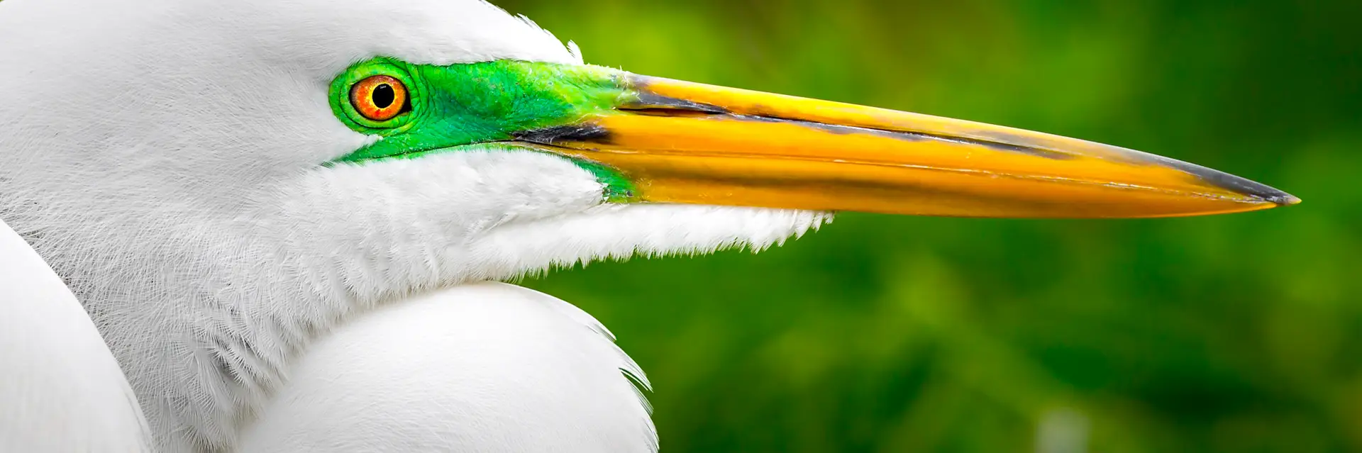 Close-up of a great egret