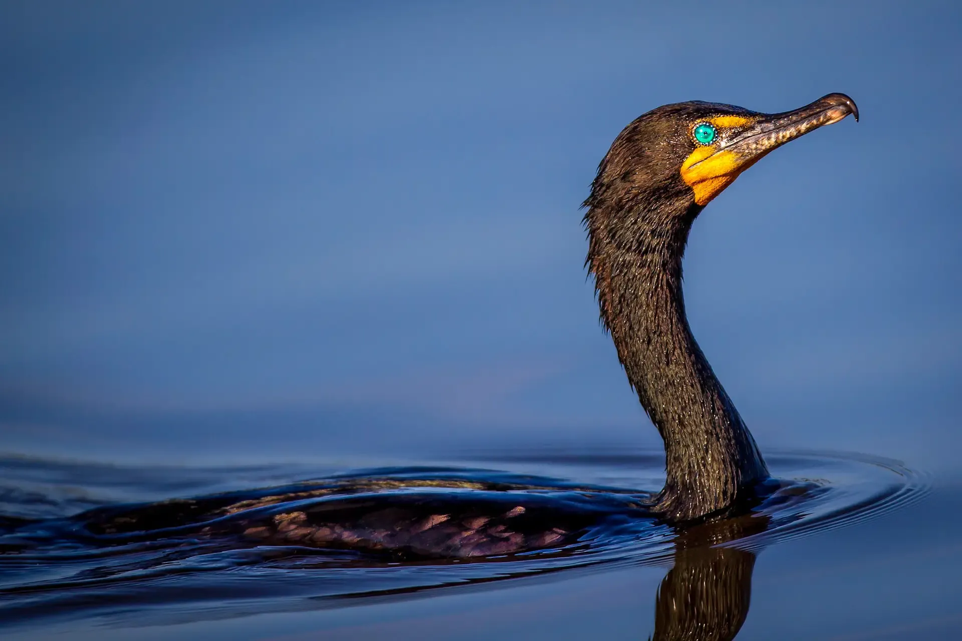 Cormorant swimming in calm water