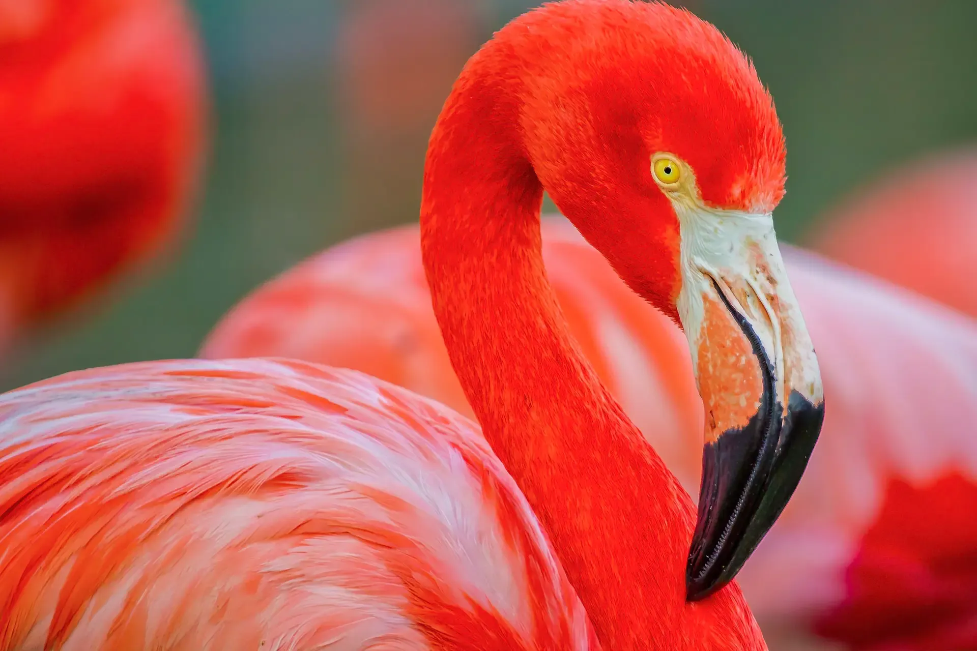 Bright pink flamingo close-up portrait
