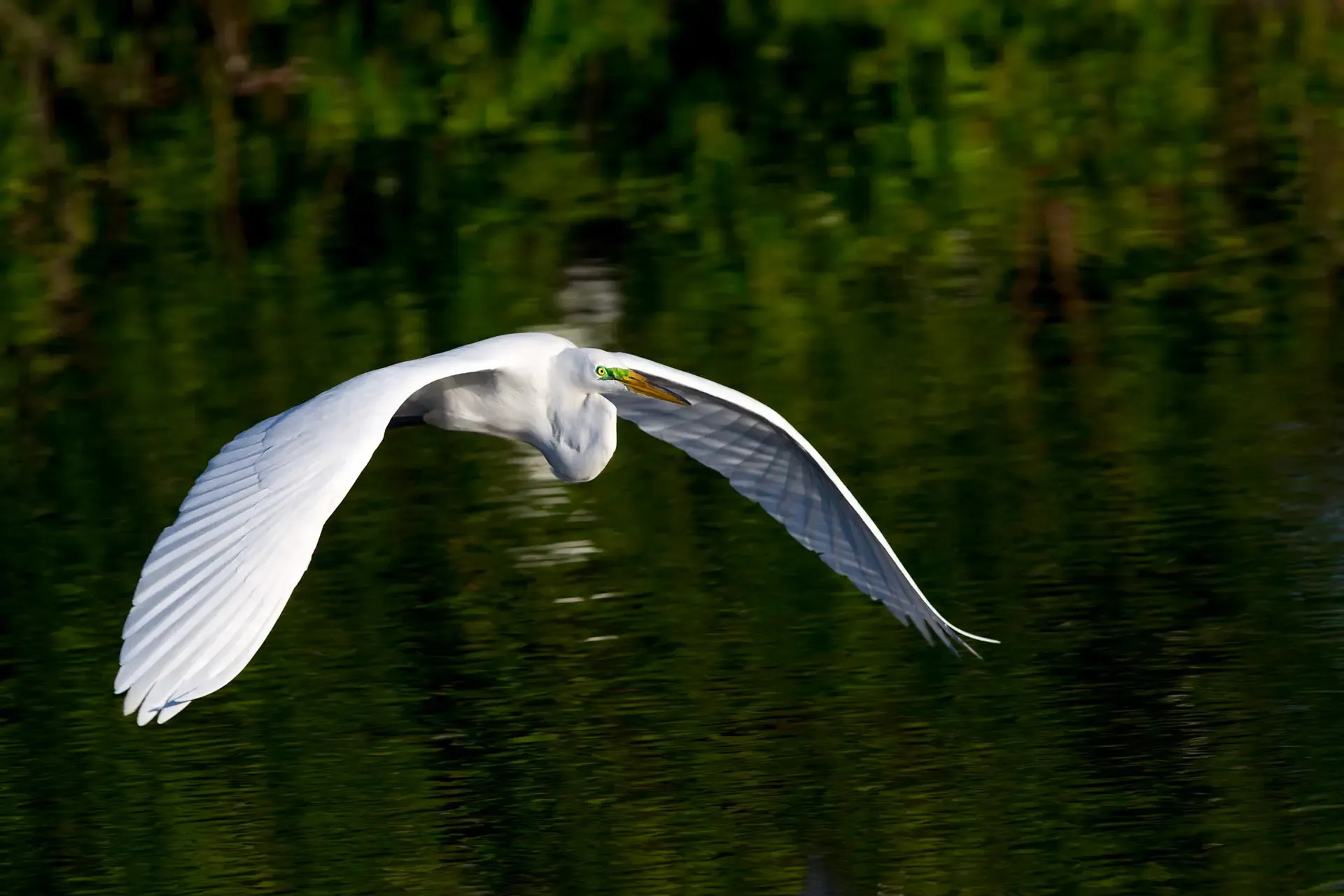 Great egret flying over water