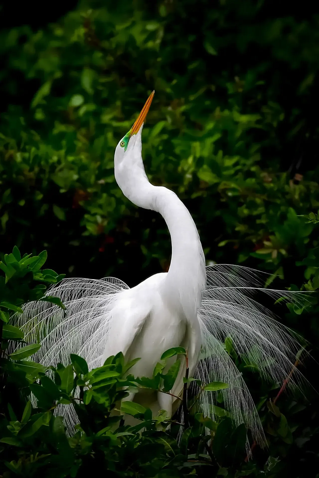 Elegant egret amidst lush greenery