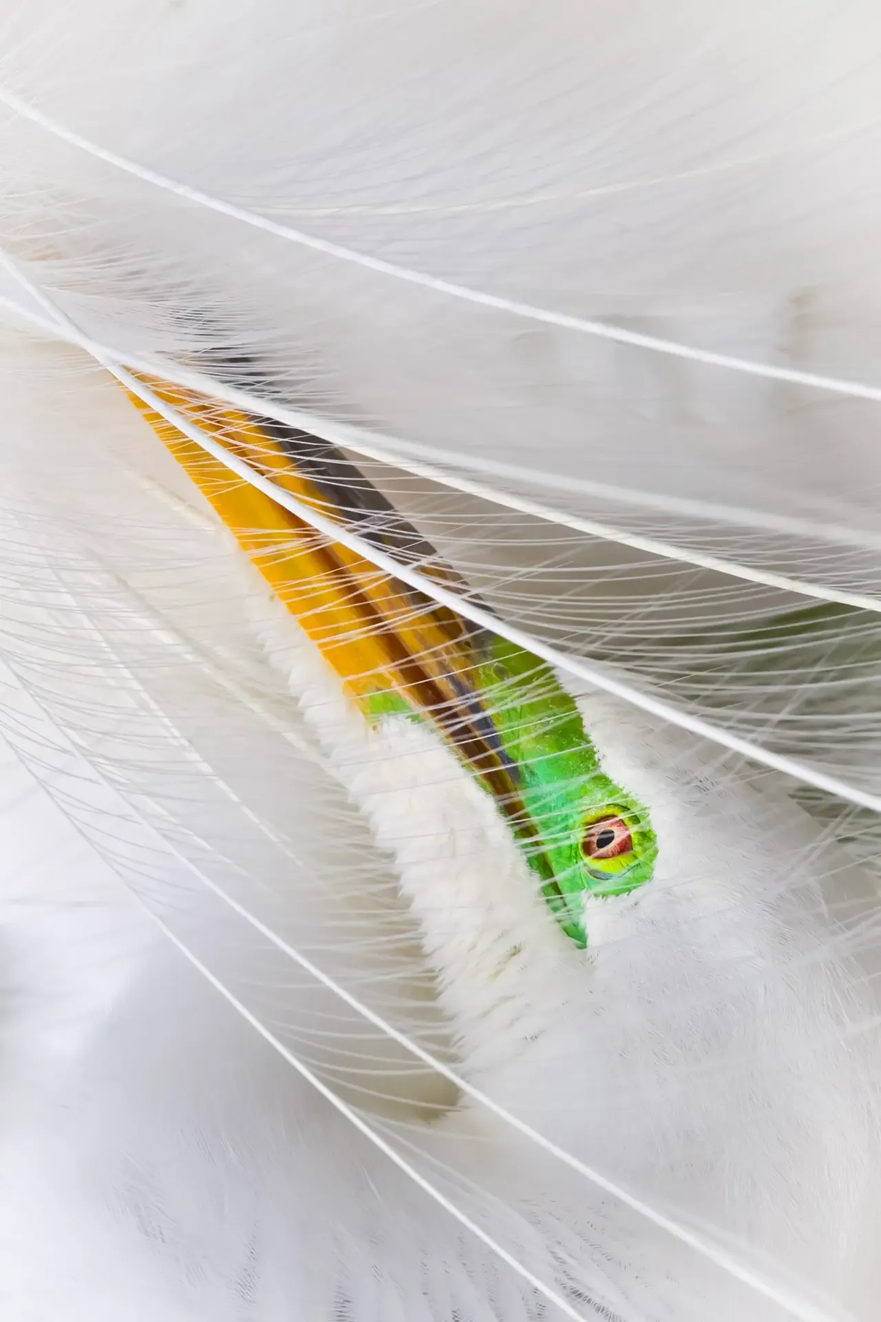 Close-up of a great egret's eye