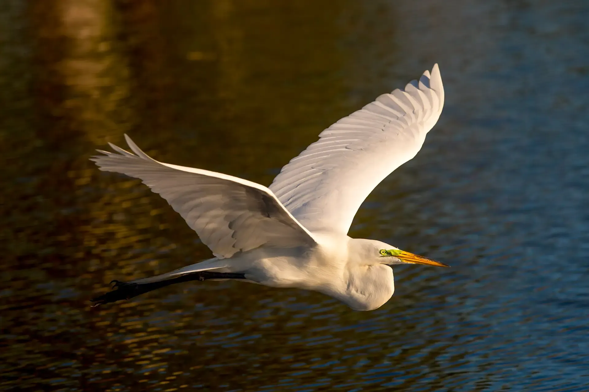Great egret flying over water