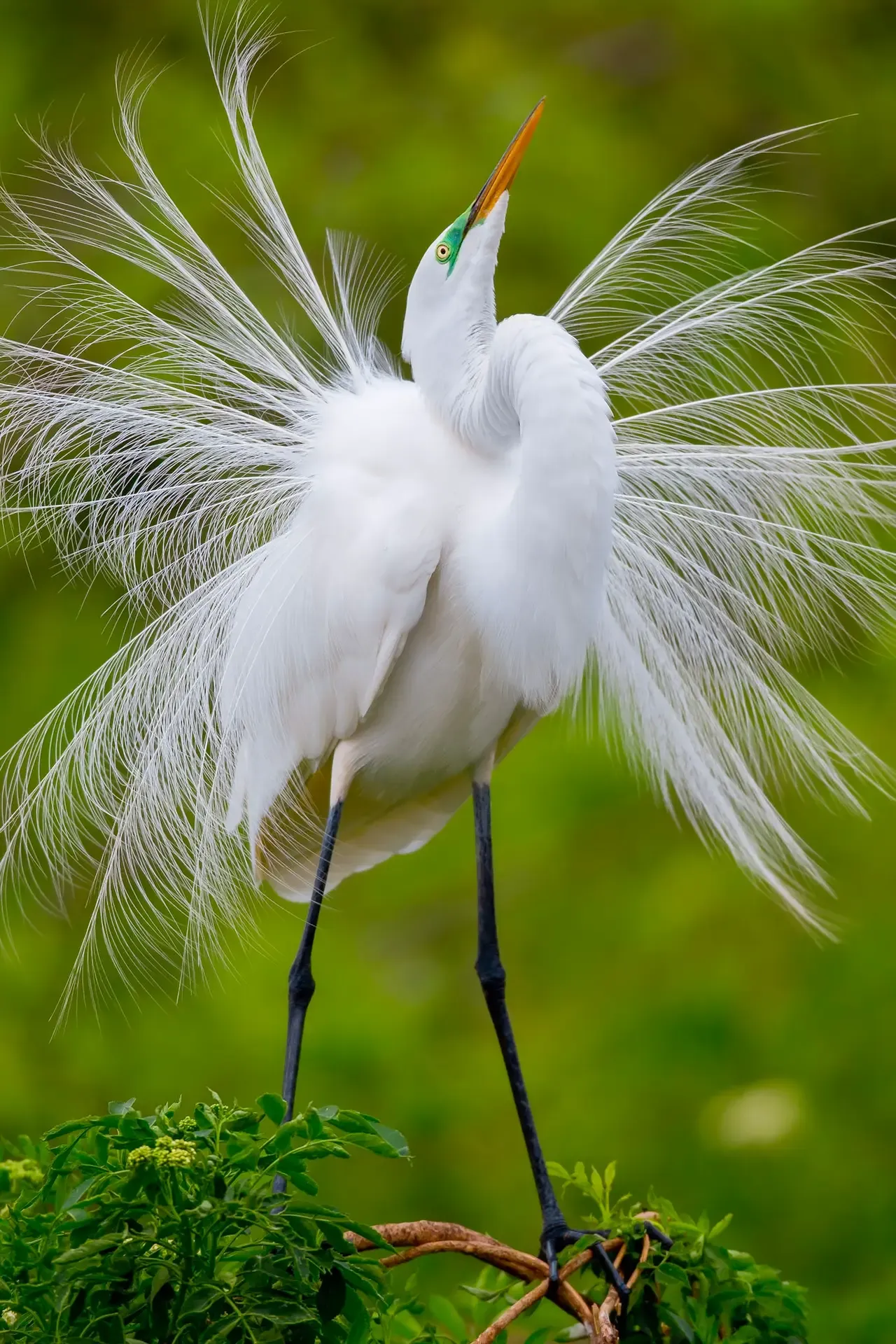 Elegant white bird displaying feathers