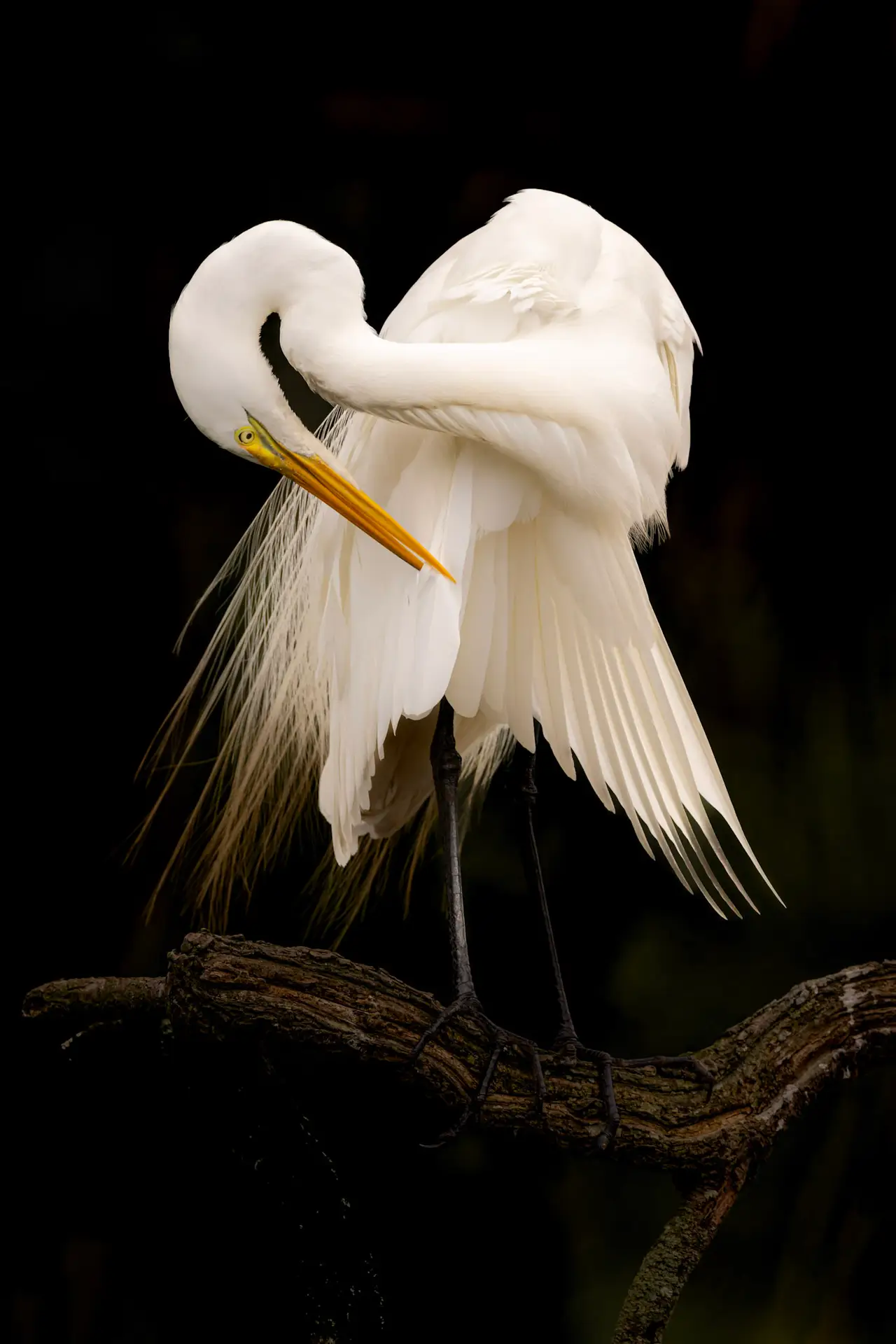 Elegant white bird preening on branch