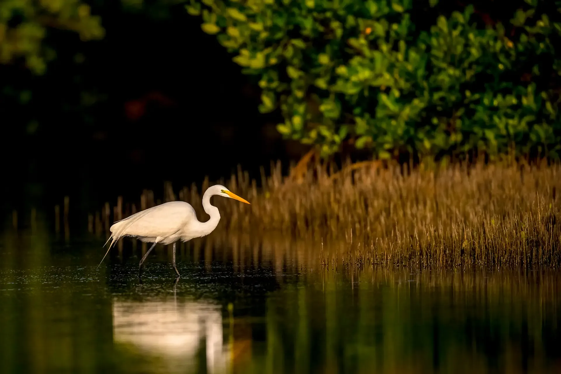 Great egret wading in water