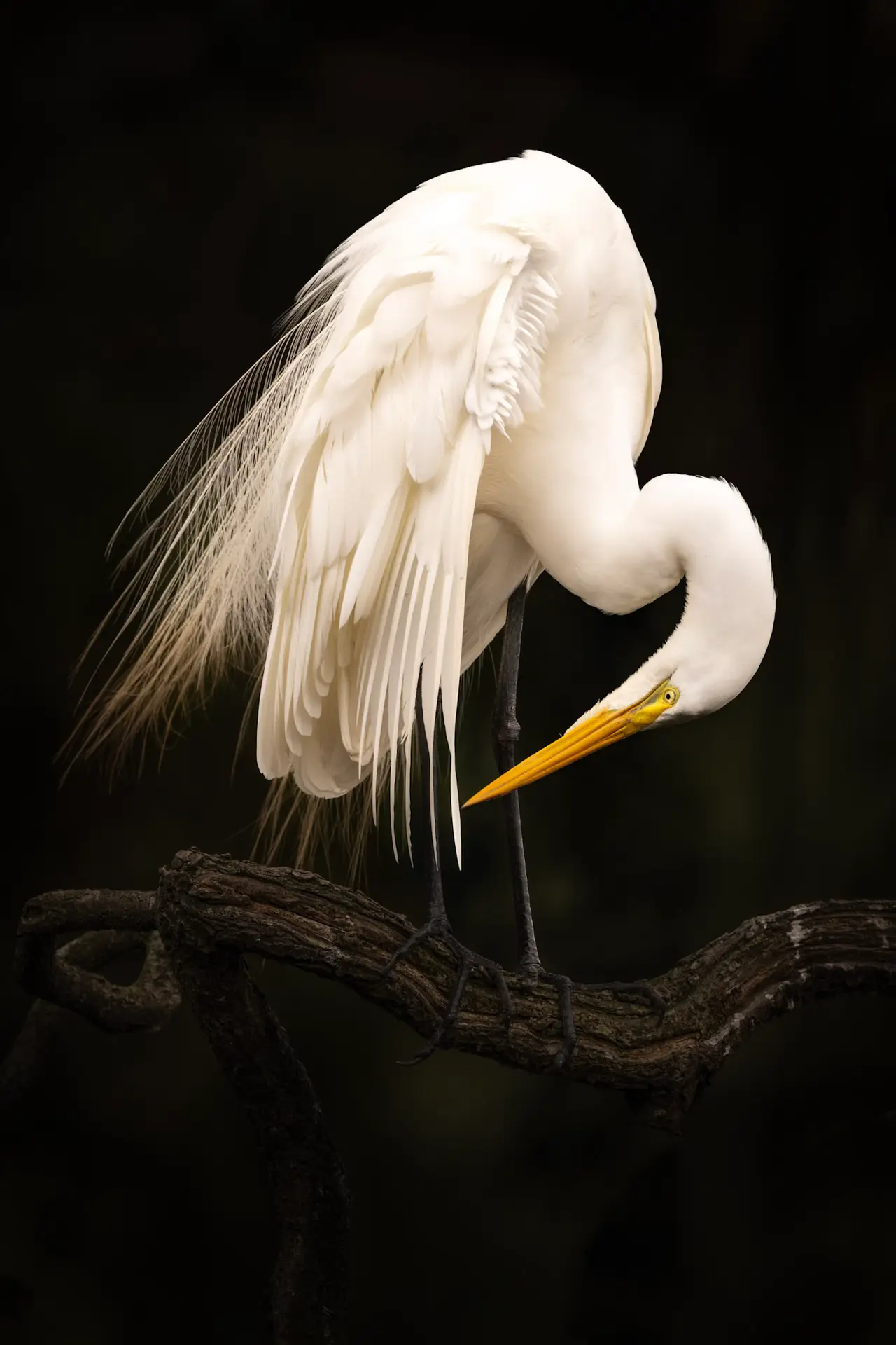 Elegant white egret preening feathers