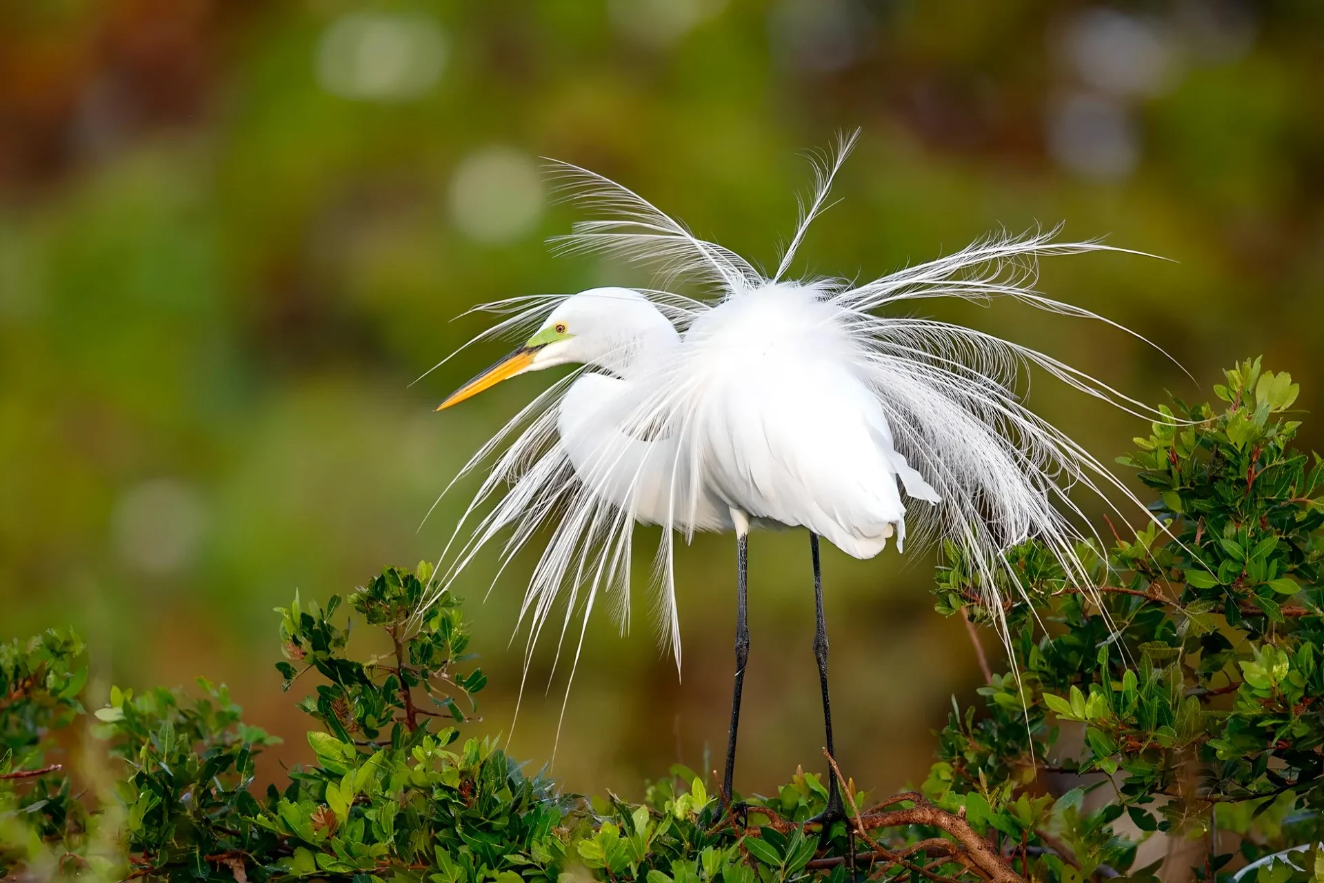 White egret with elegant plumage