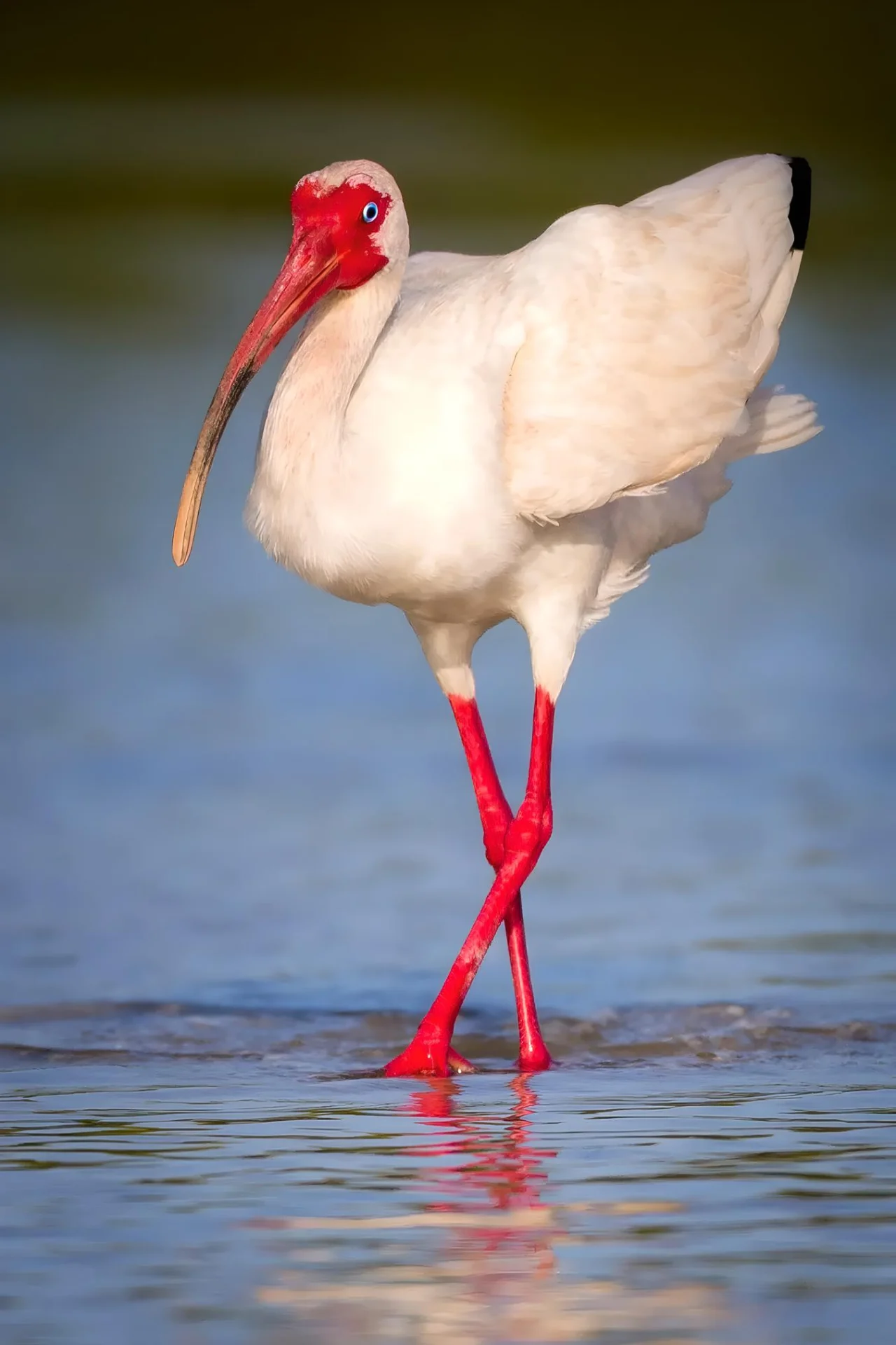 White bird with red beak