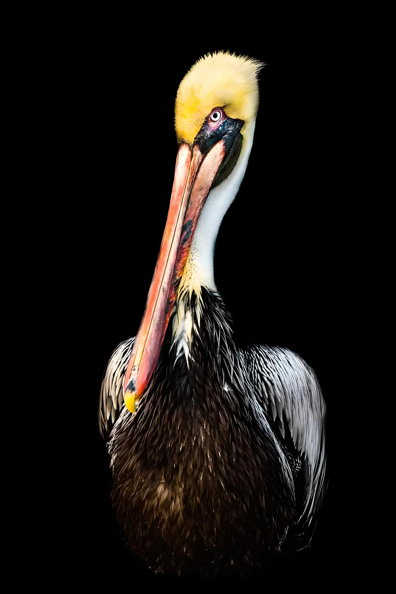 Colorful pelican against black background