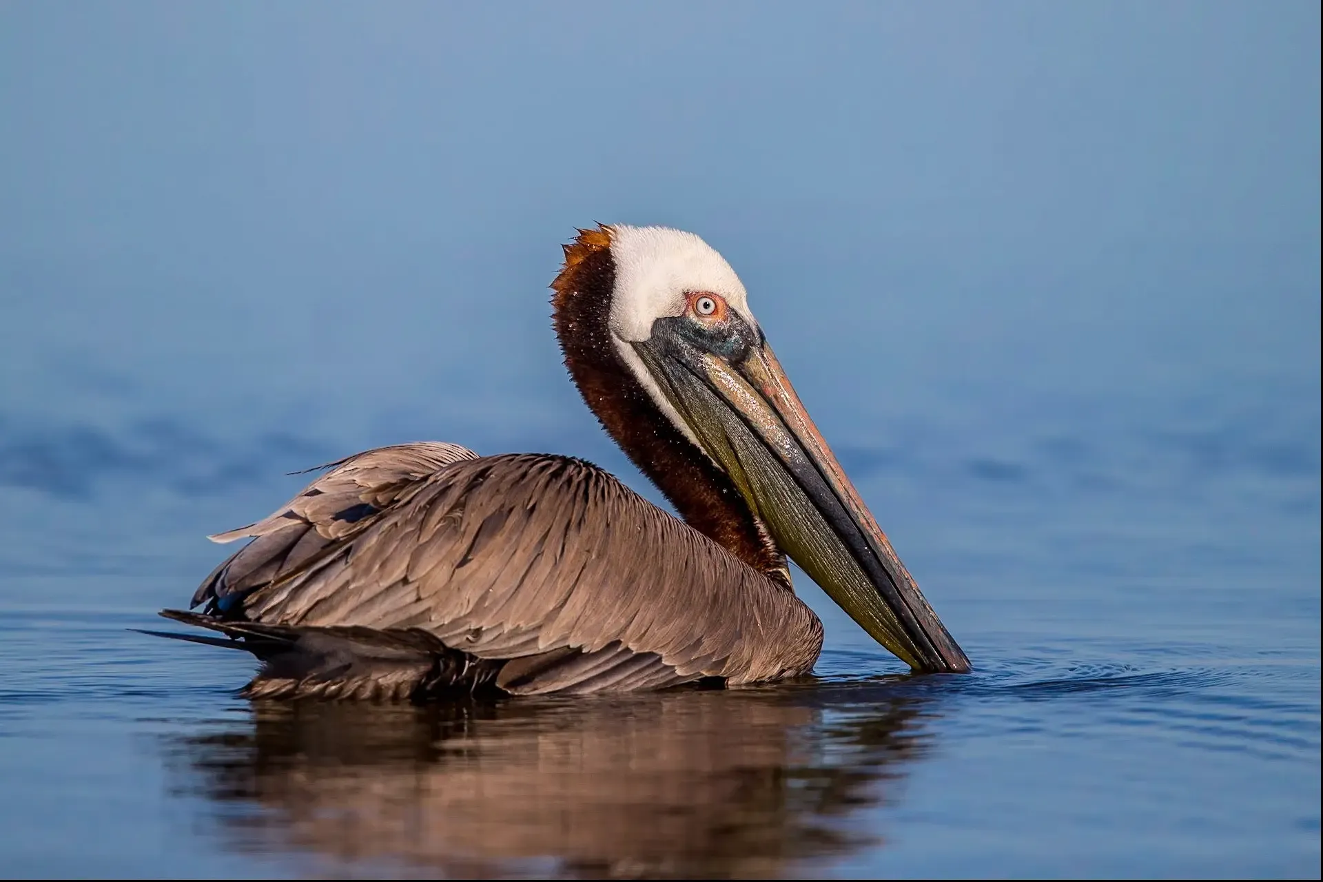 Brown pelican swimming in water