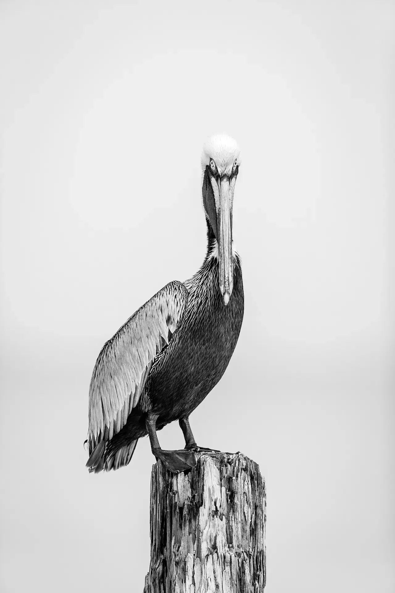 Pelican perched on a wooden post