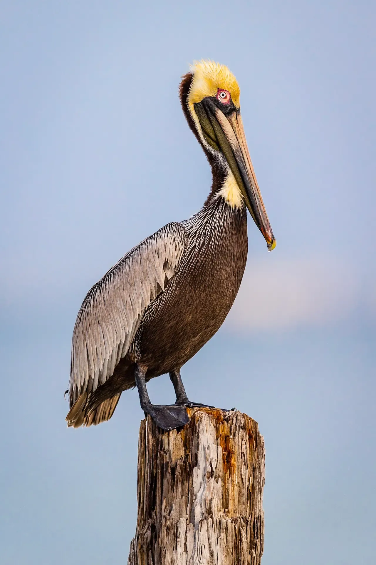 Brown pelican perched on post