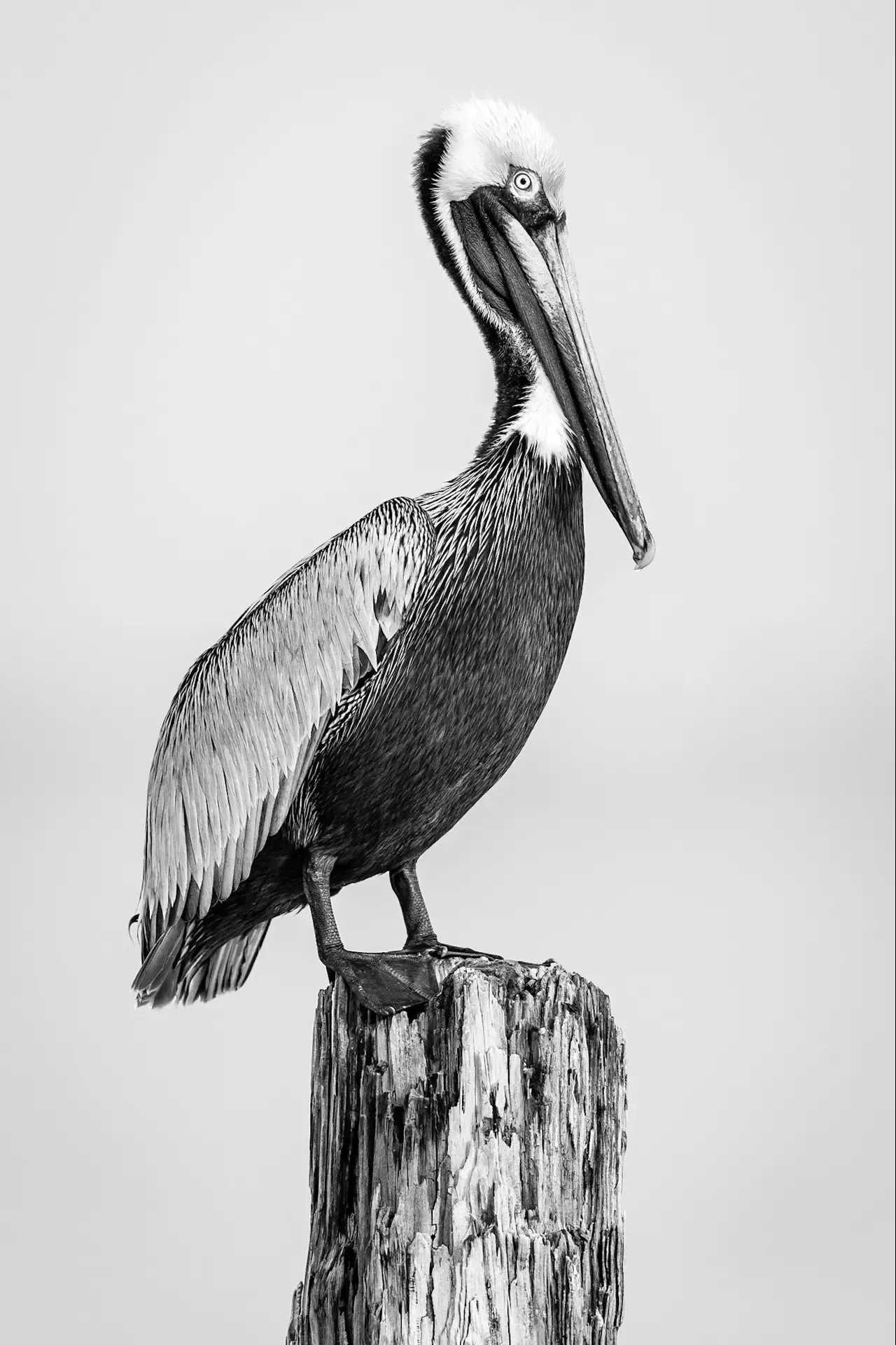 Pelican perched on wooden post