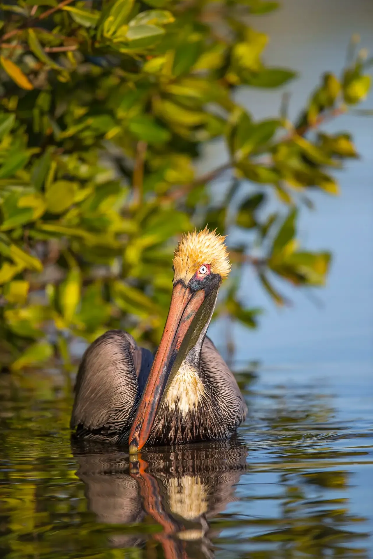 Brown pelican on calm water