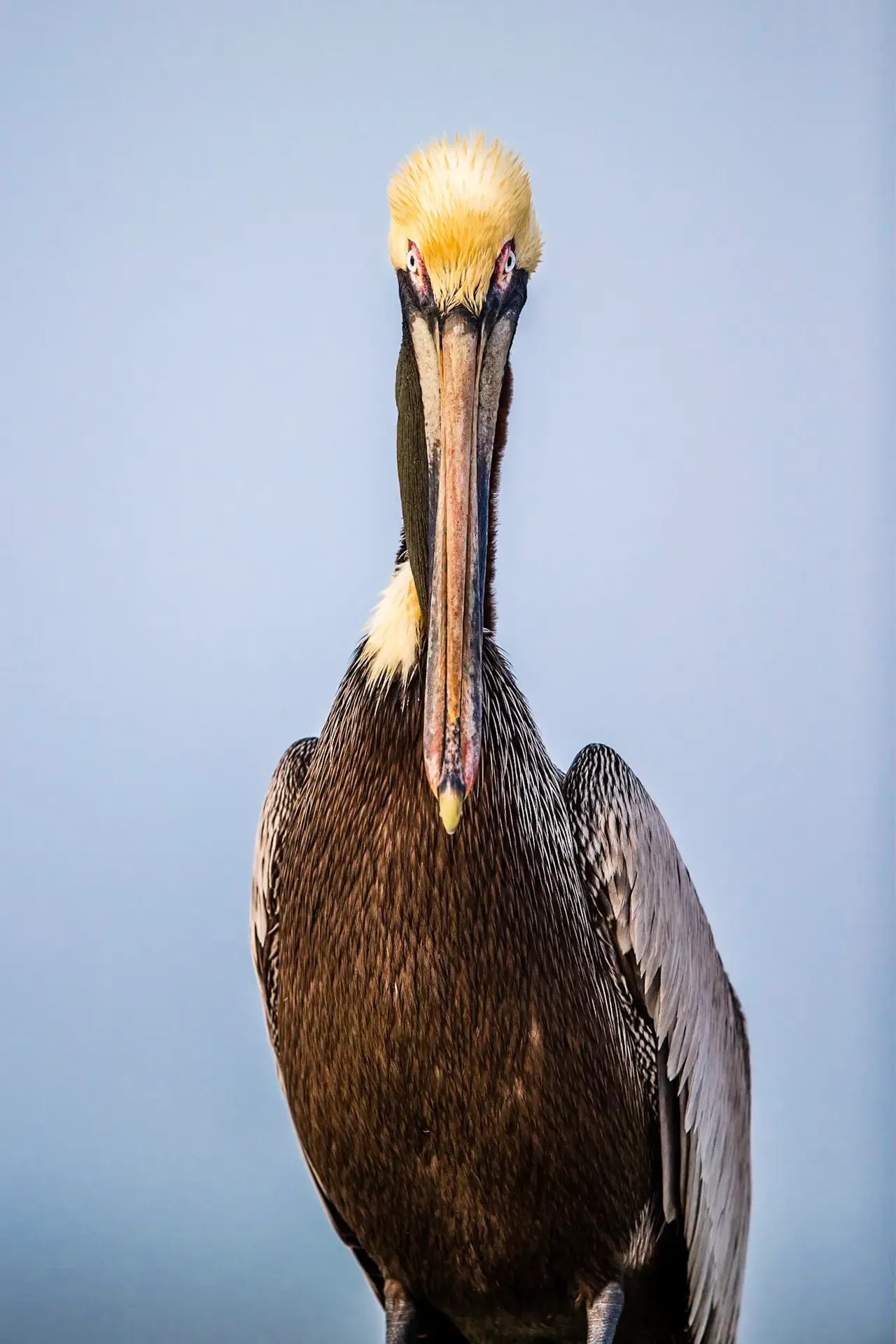 Close-up of a pelican bird