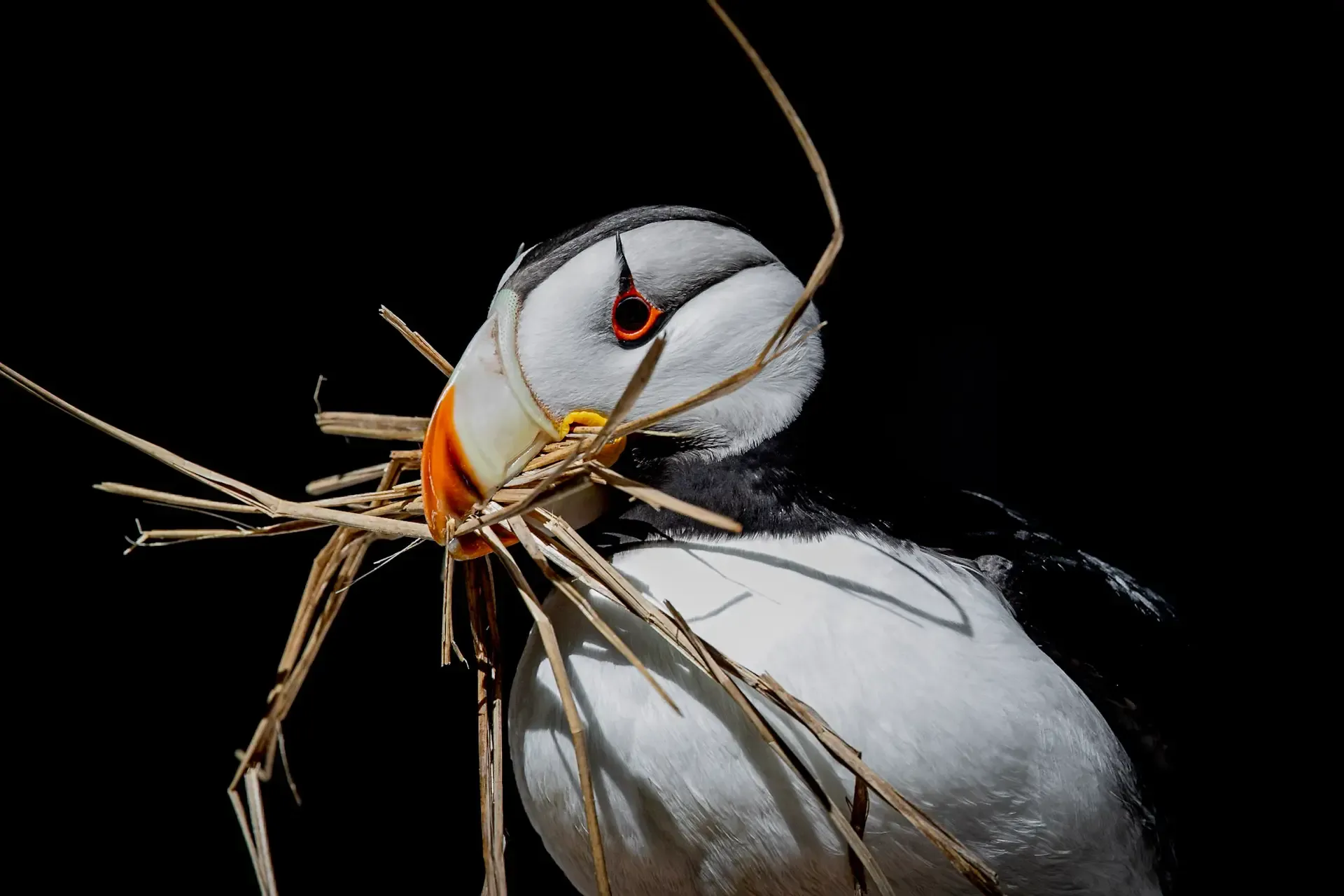Puffin carrying nesting materials.