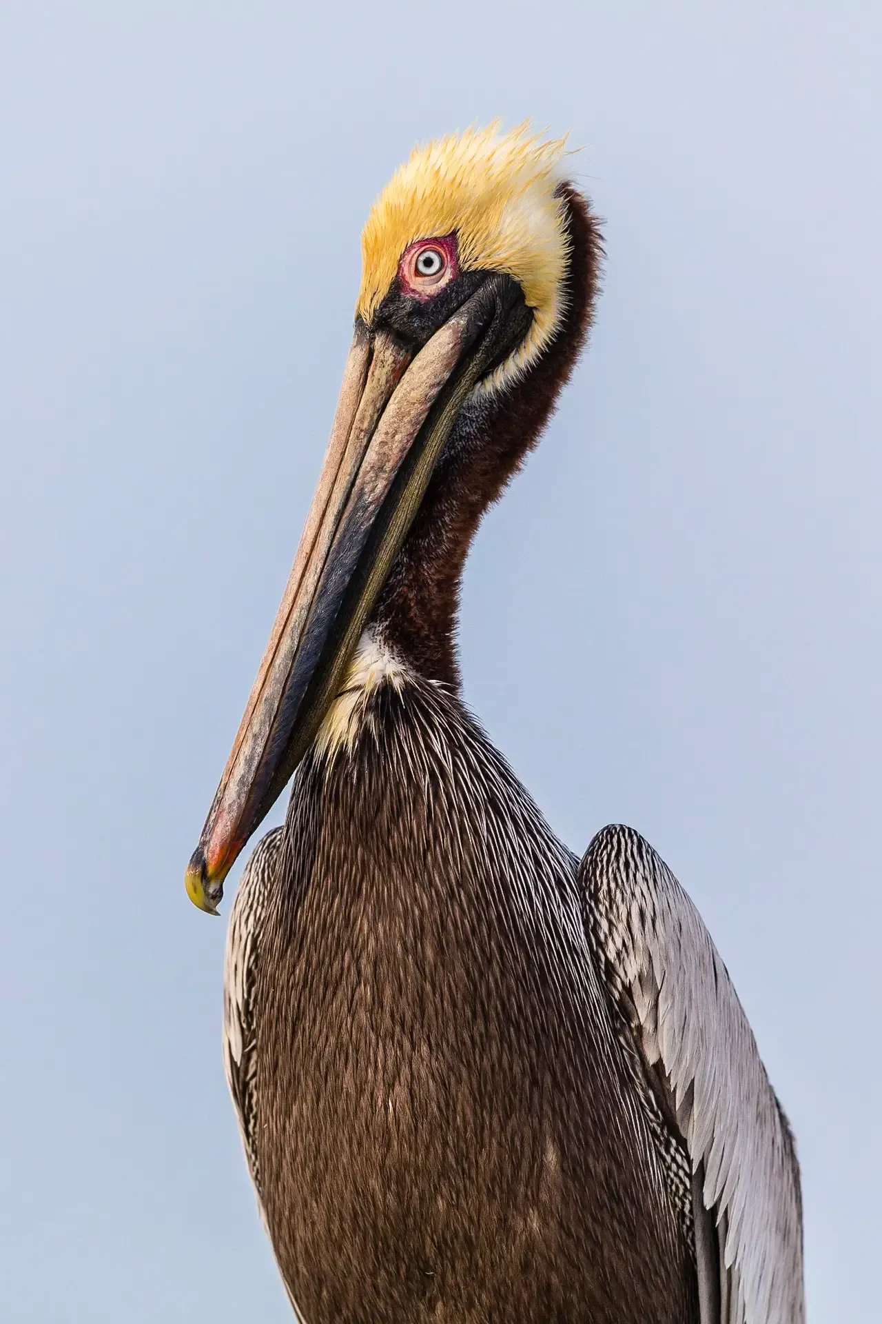 Brown pelican with striking features