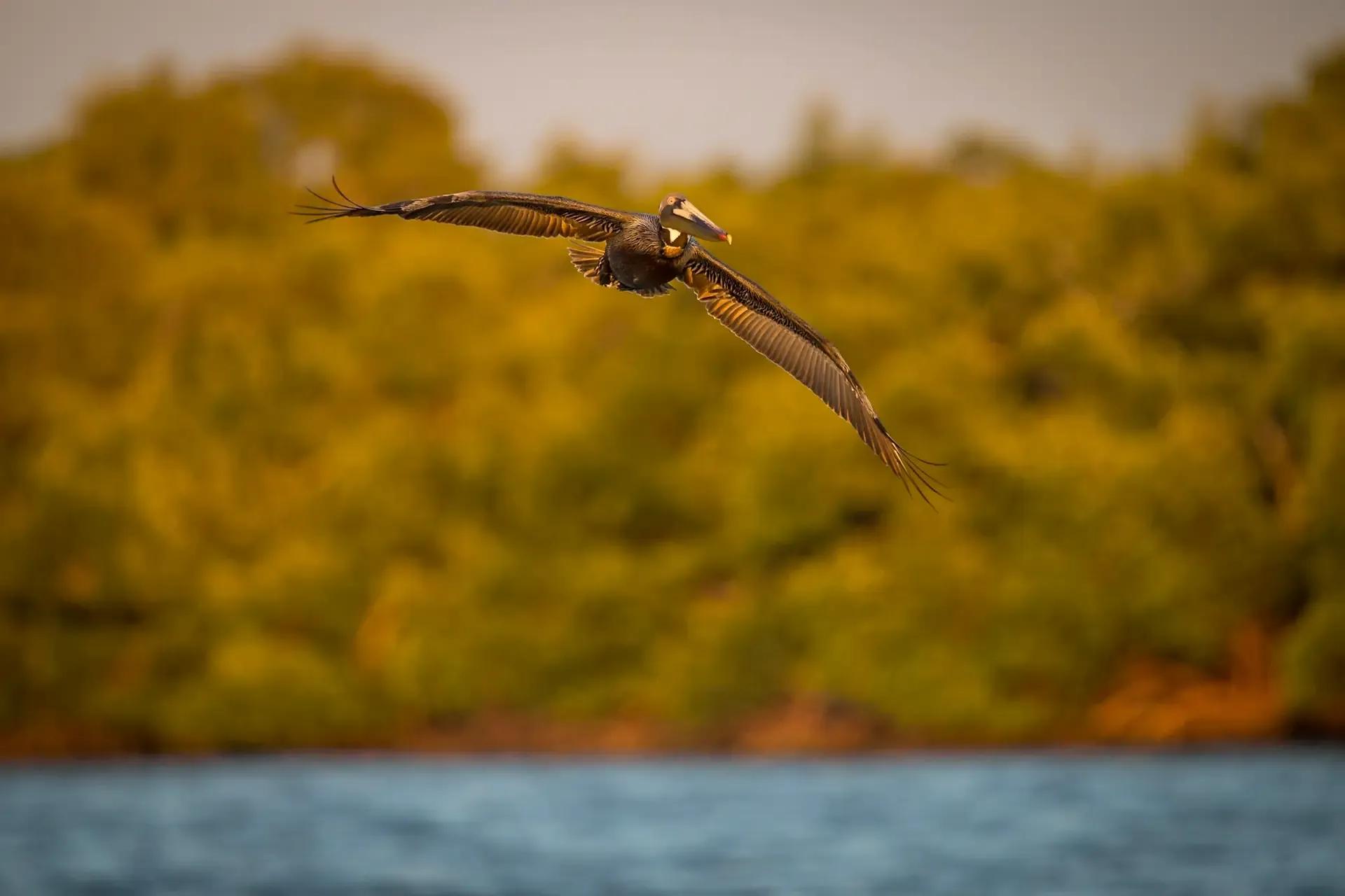 Pelican flying over water.