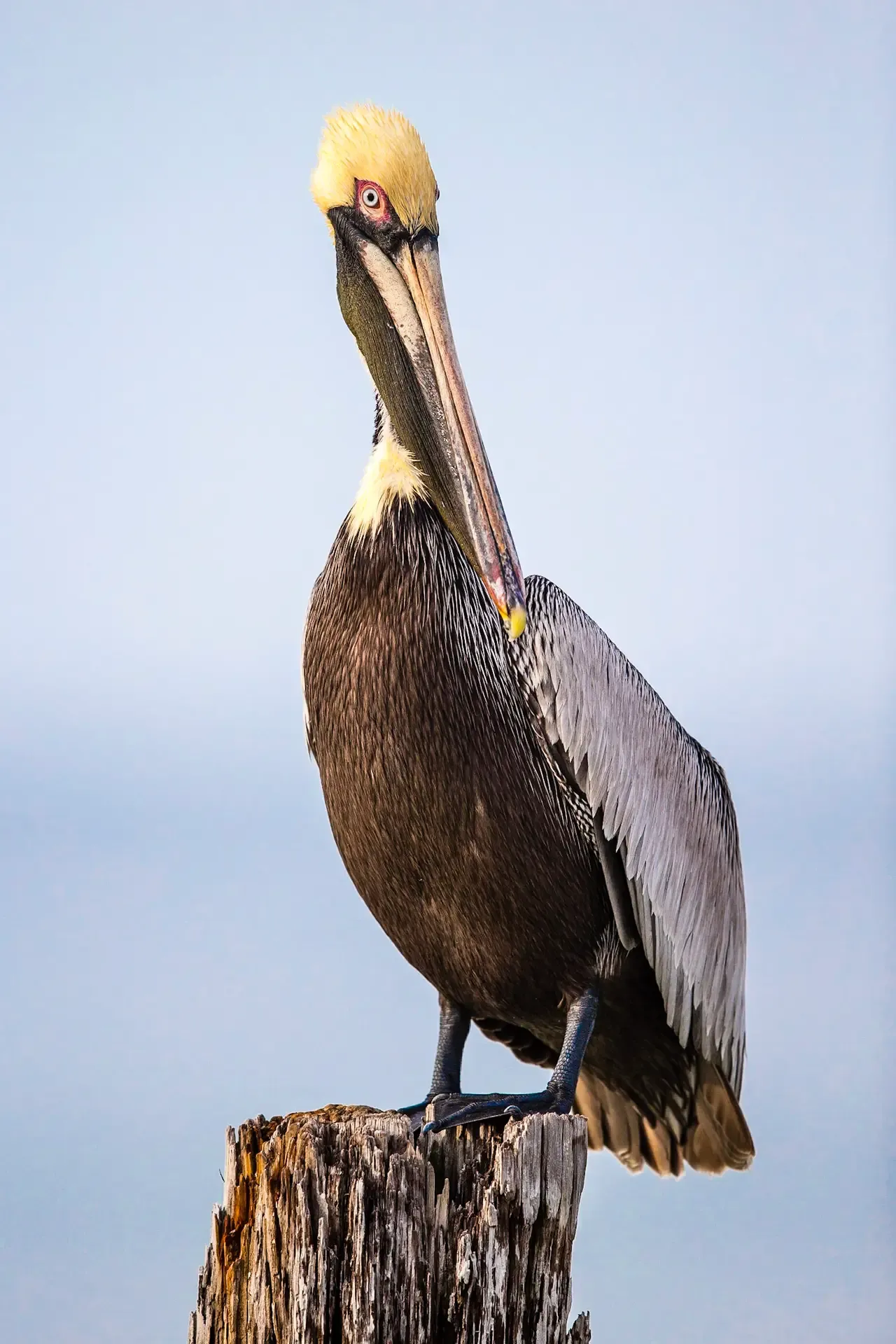 Brown pelican perched on post
