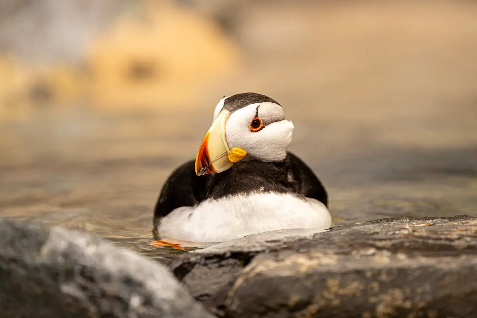 Puffin swimming near rocky shore