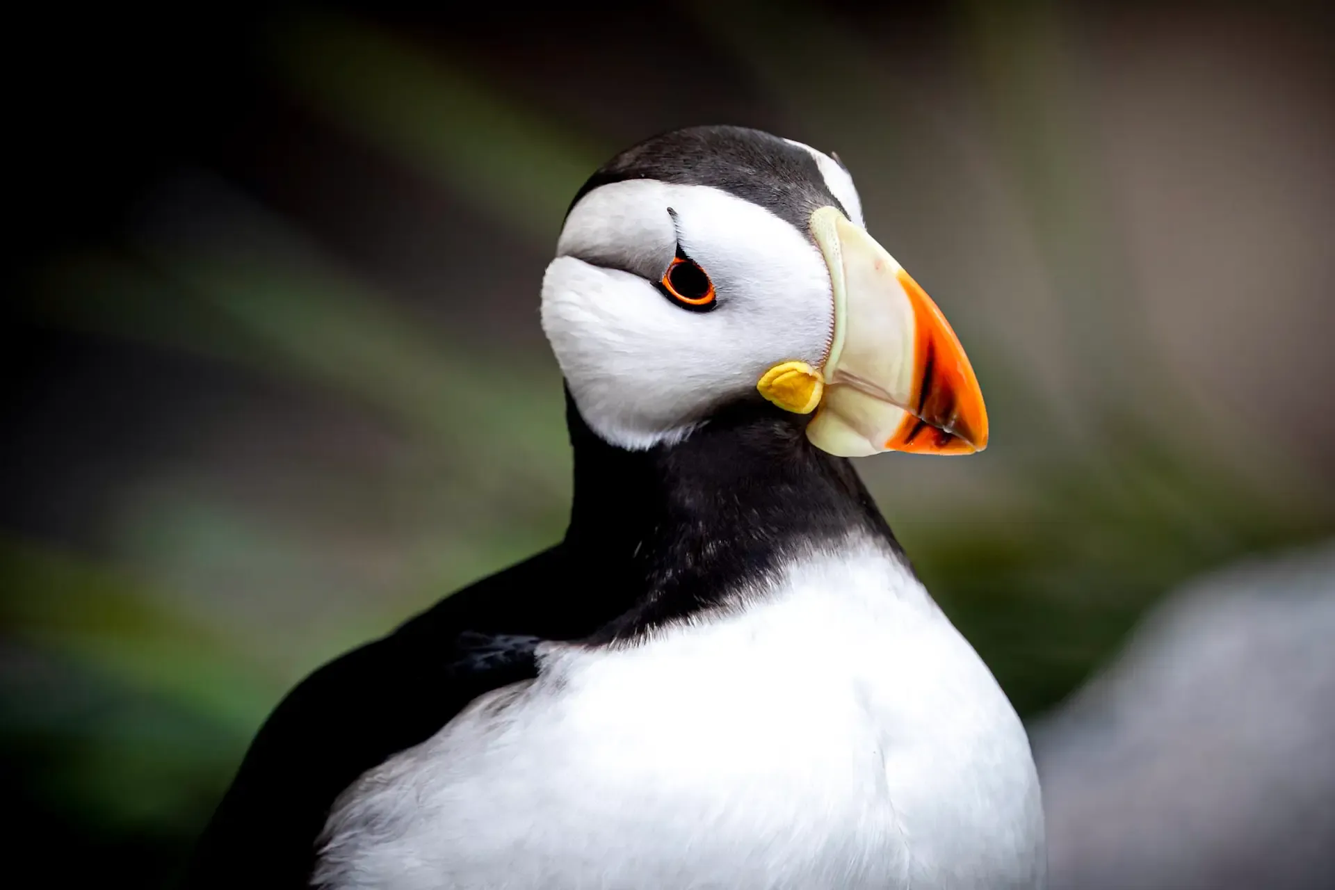 Colorful puffin with striking features