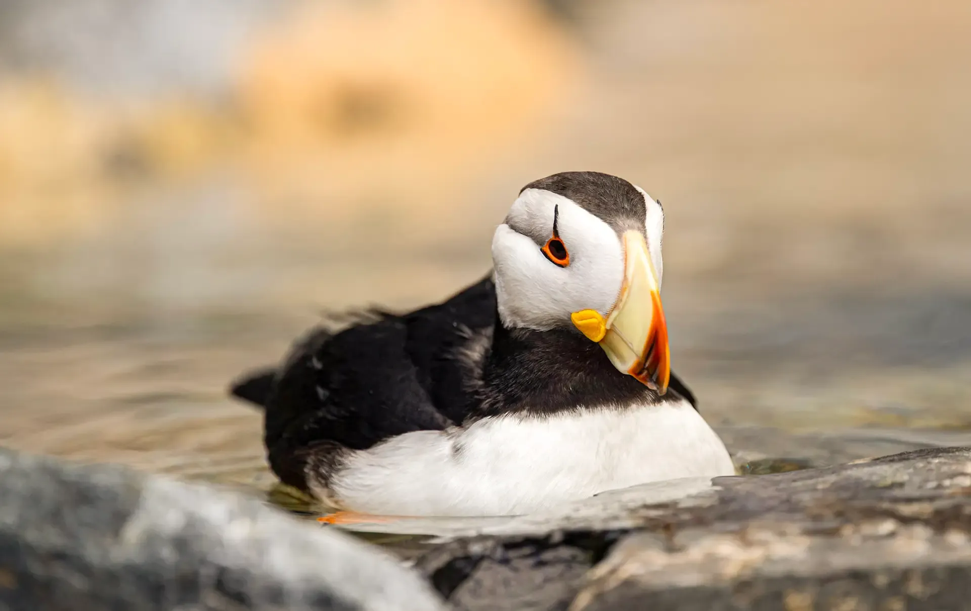 Puffin resting on rocky shore
