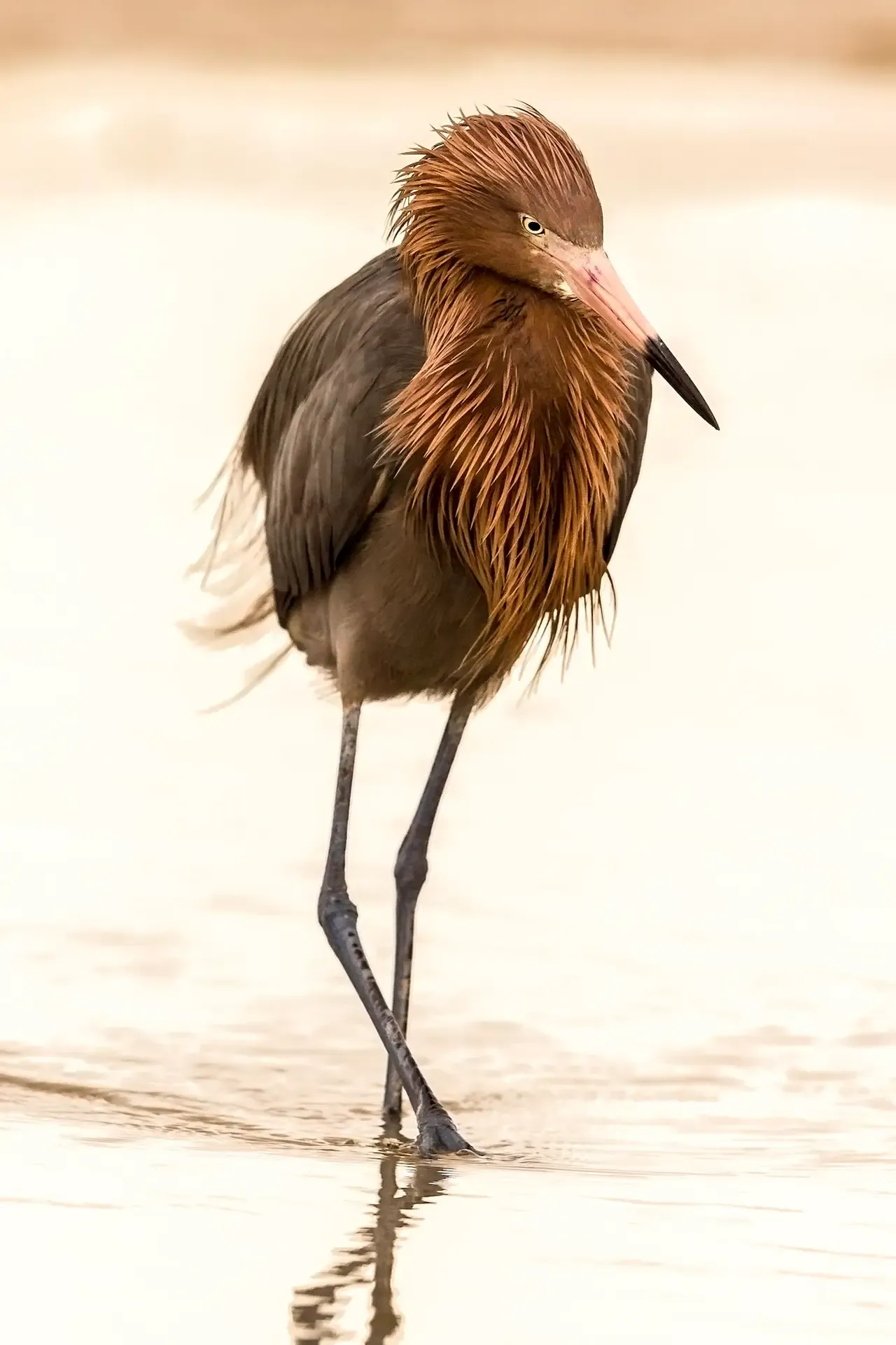 Reddish egret wading in shallow water