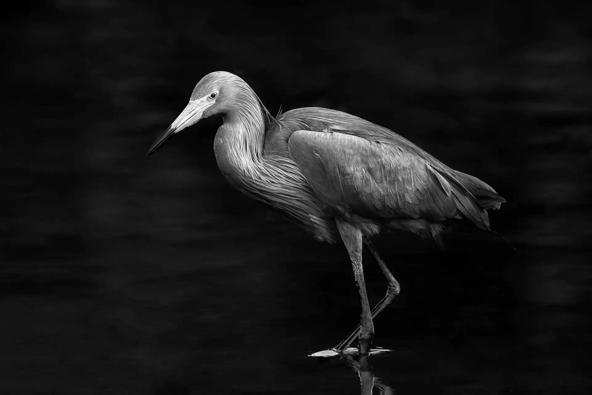 Heron walking in still water