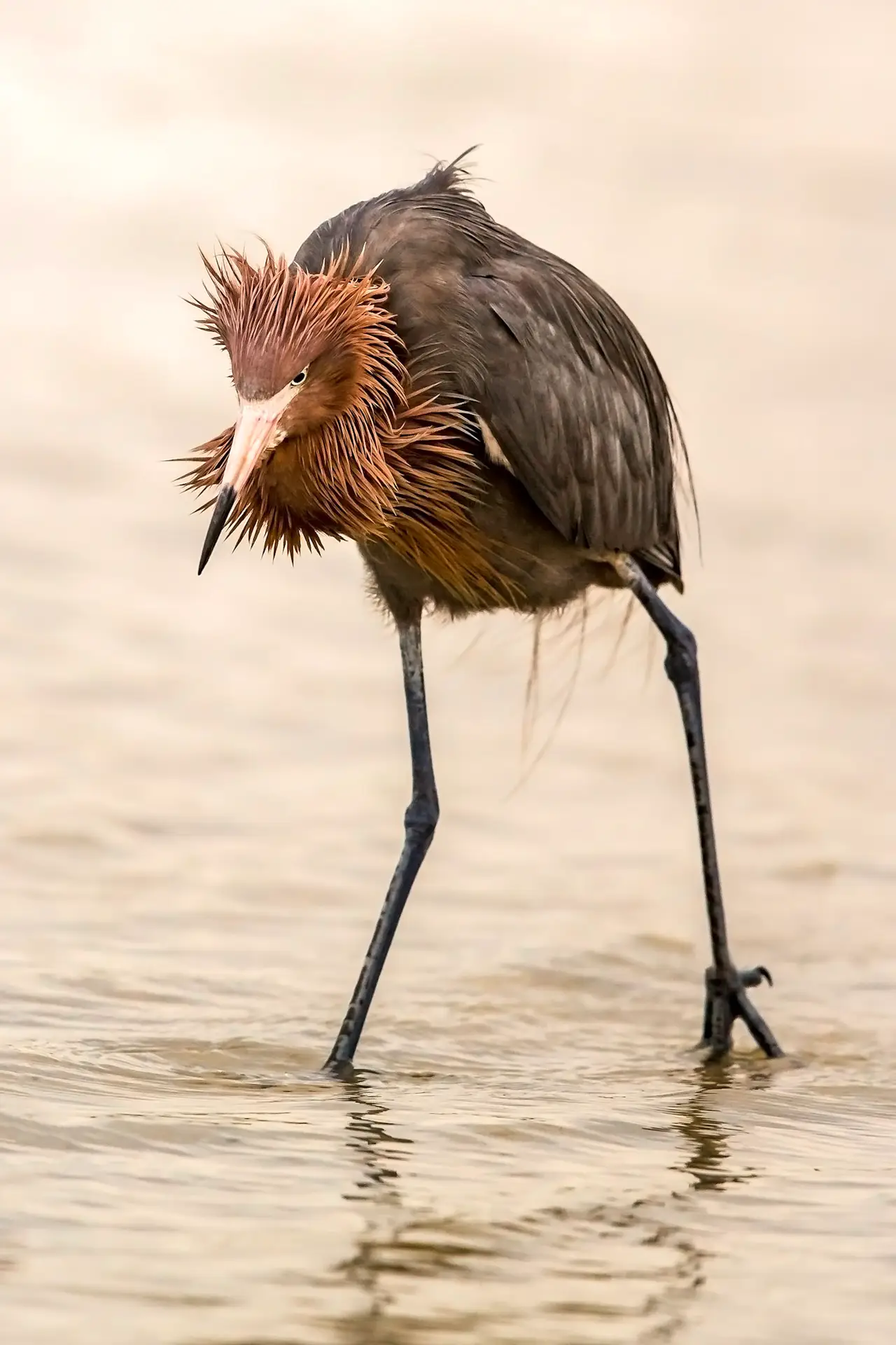 Bird wading in shallow water