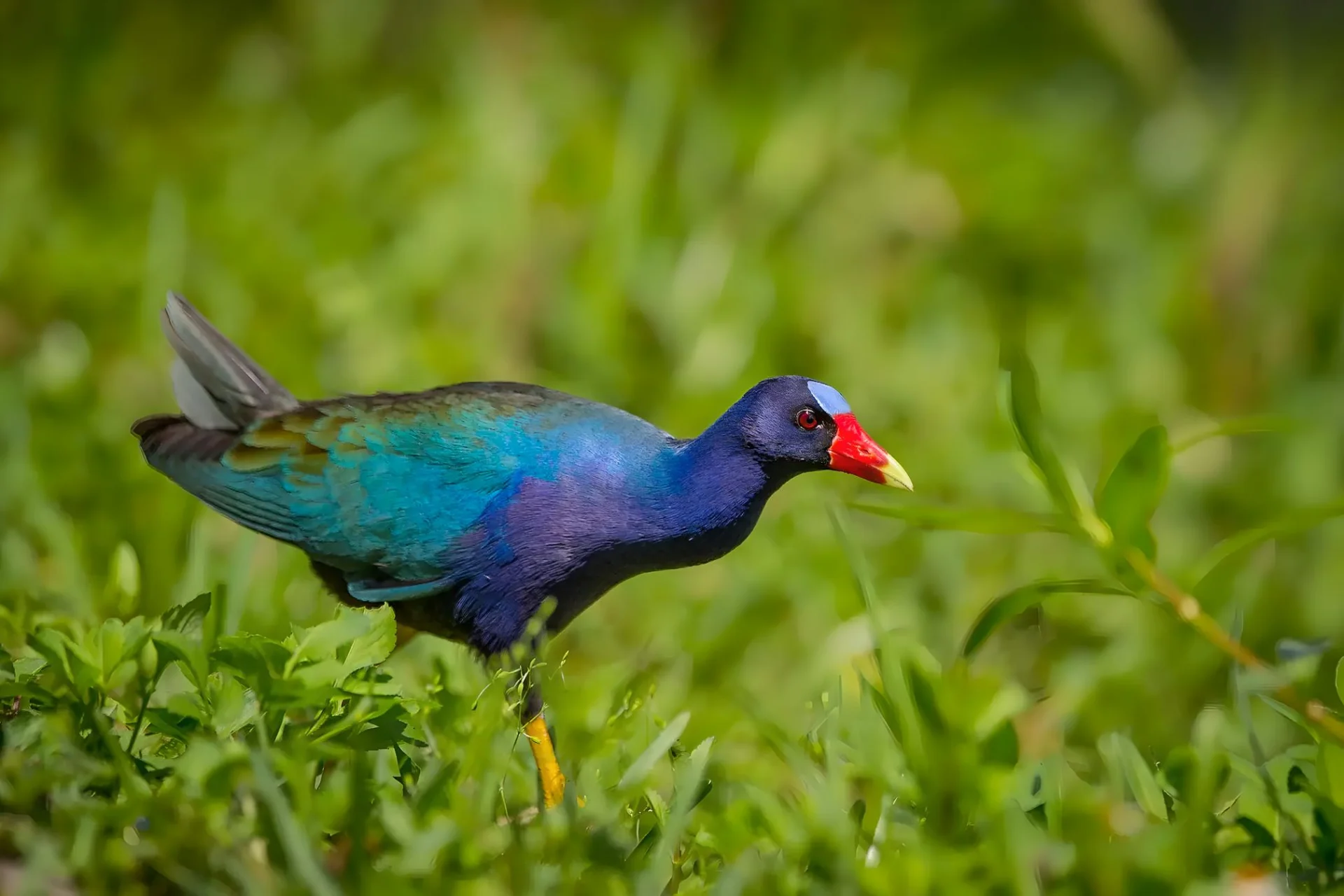 Colorful bird in green vegetation.