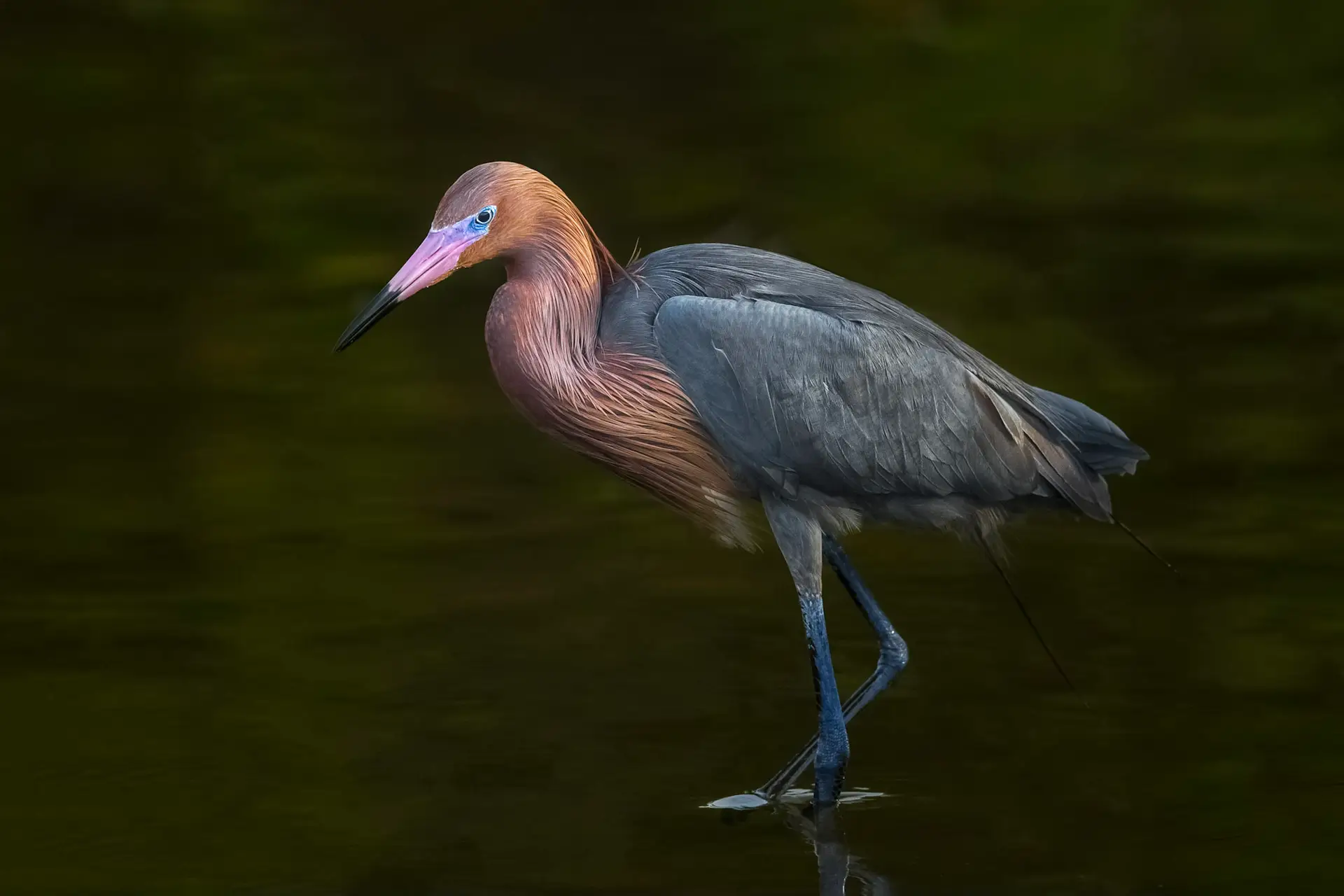 Reddish egret wading in water