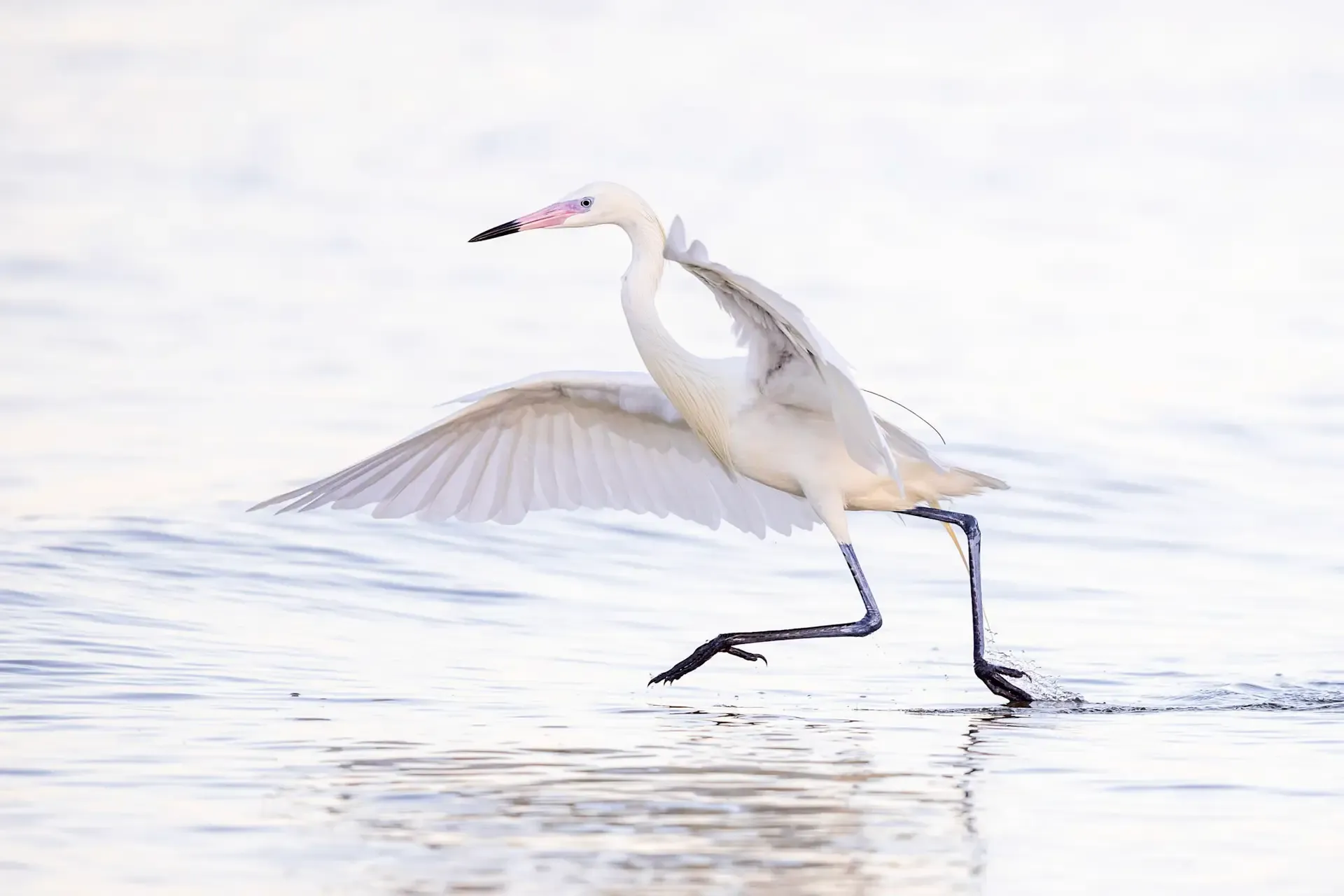 White bird running on water