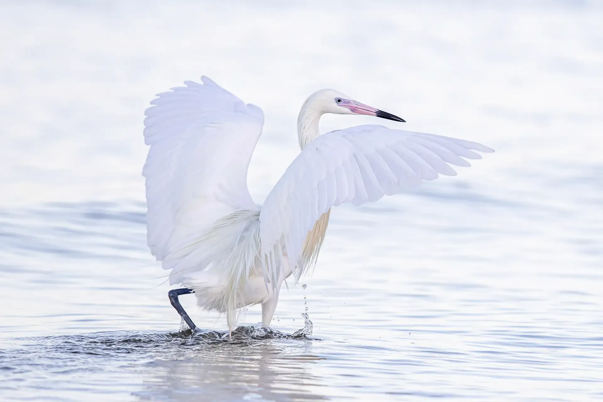 White bird wading in shallow water