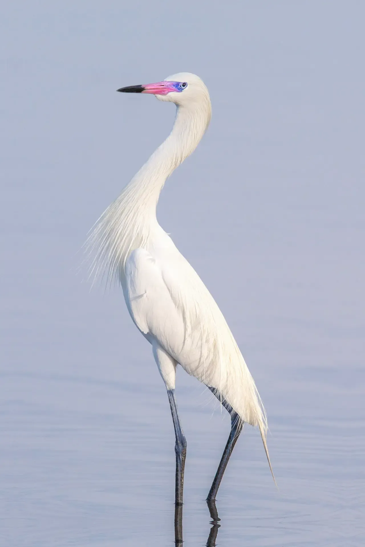Elegant white bird standing in water