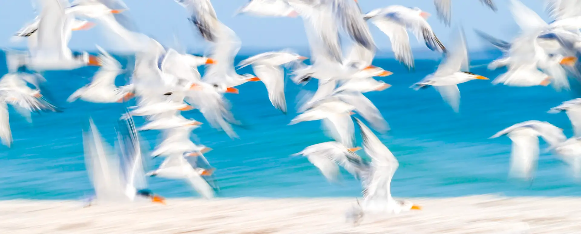 Blurred flock of white birds