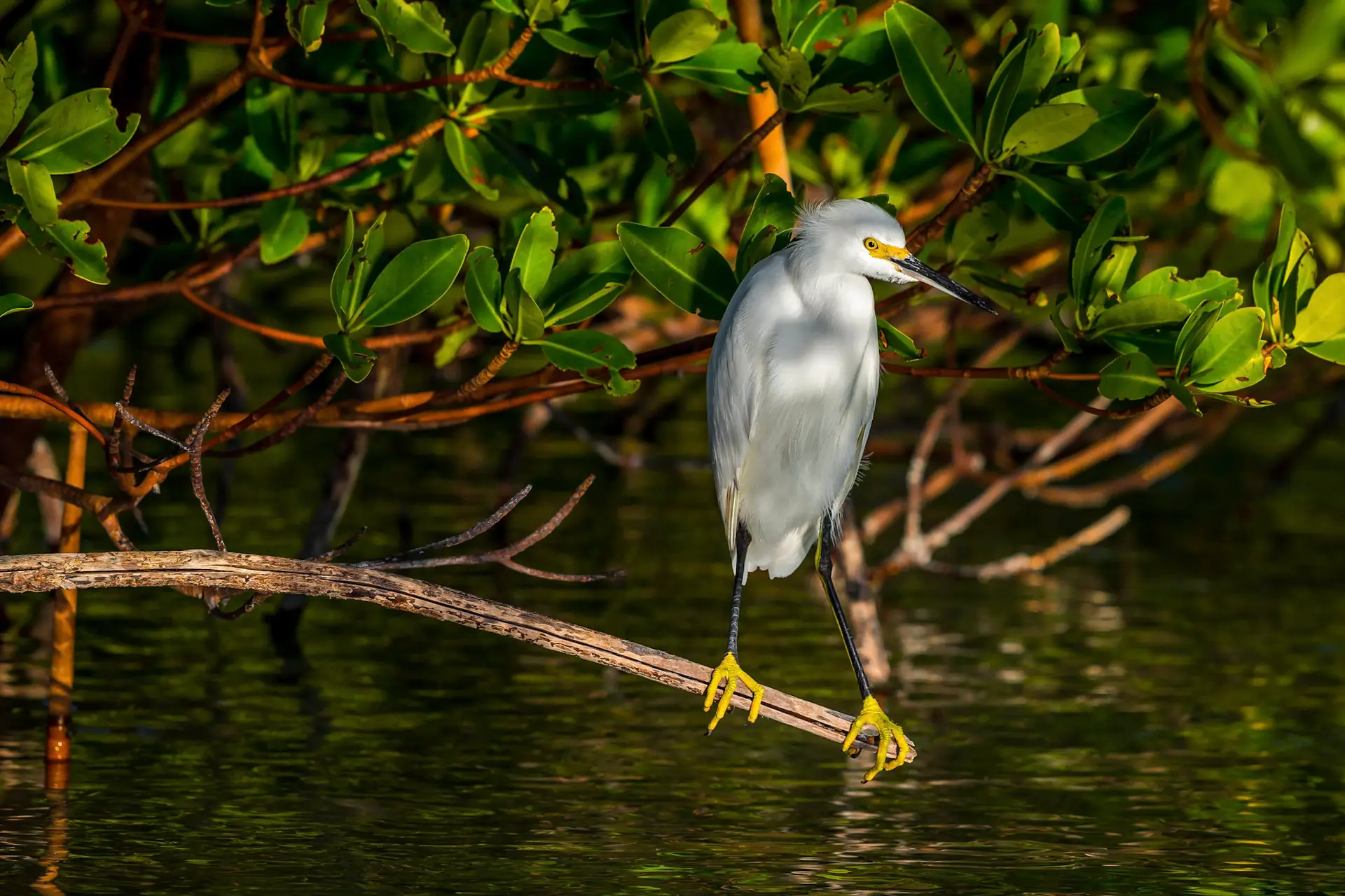 Snowy egret perched on branch.