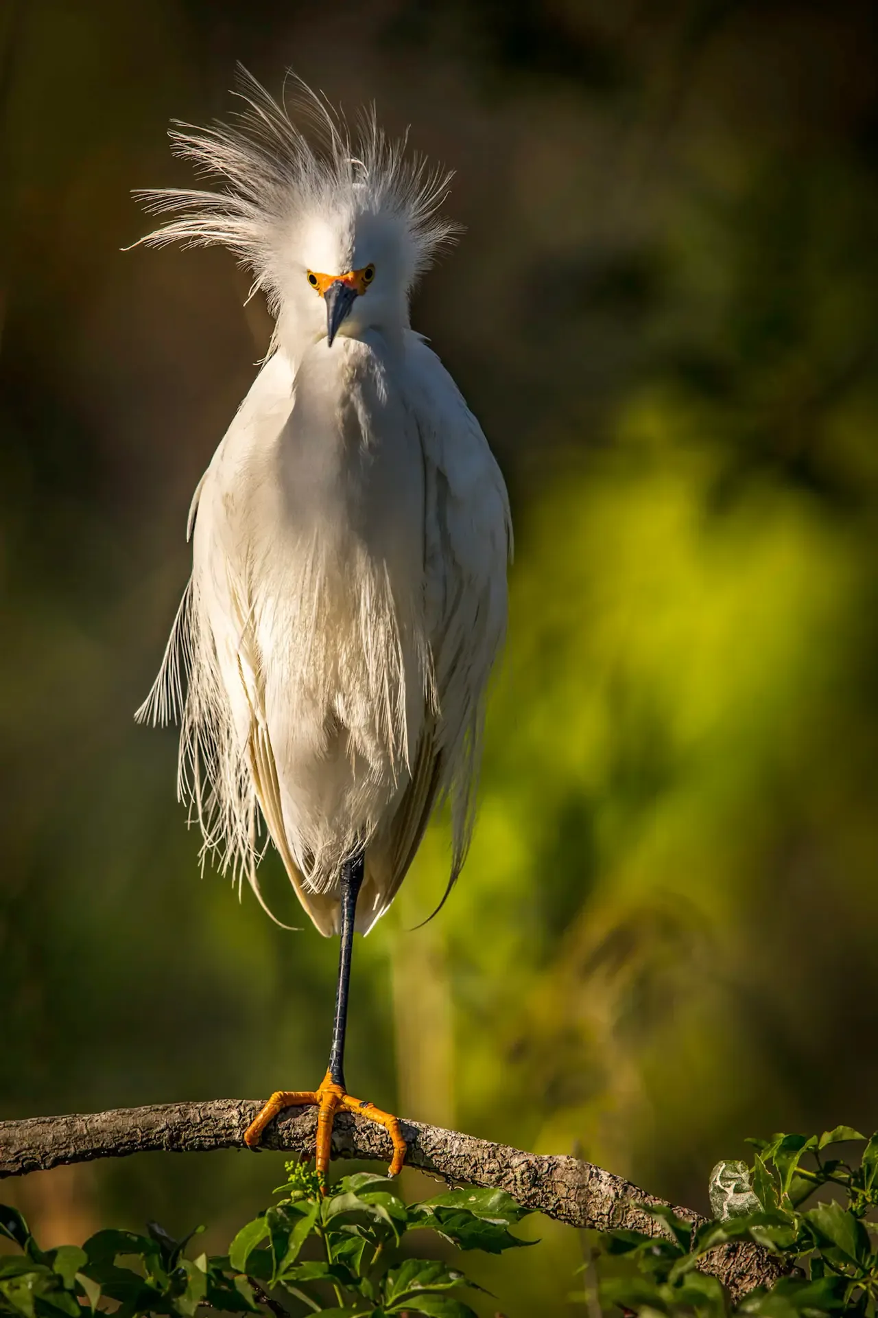 White bird with striking feathers