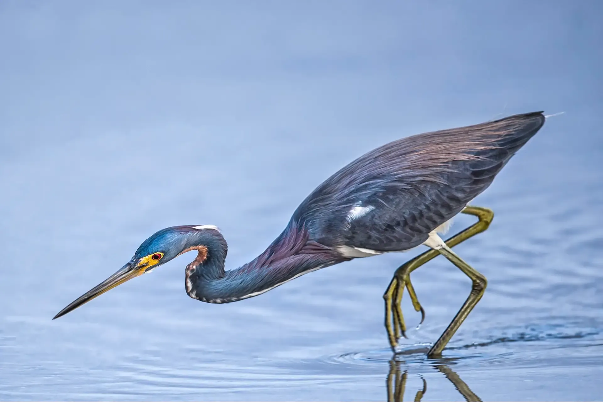 Heron wading in calm water