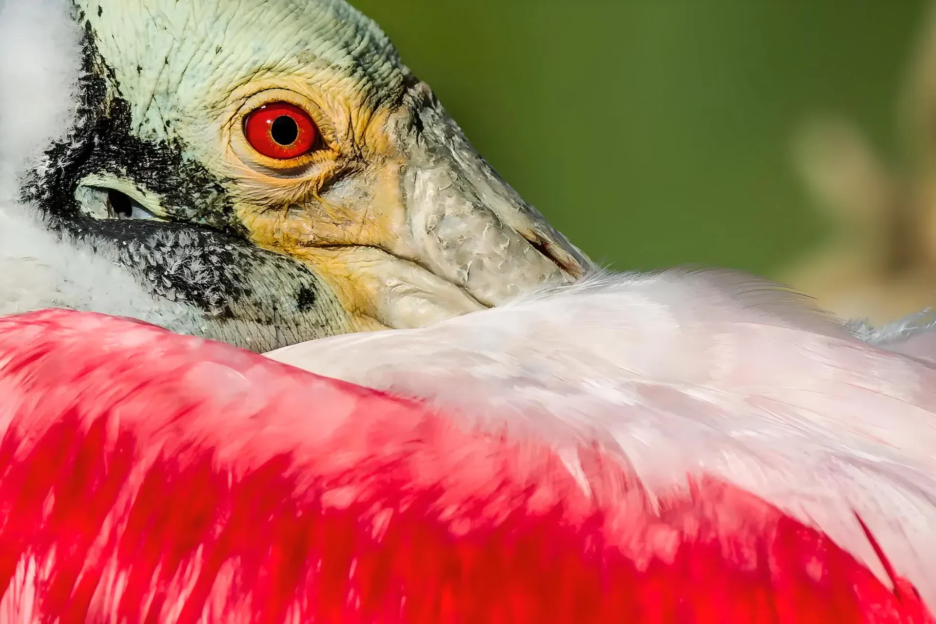 Close-up of a roseate spoonbill